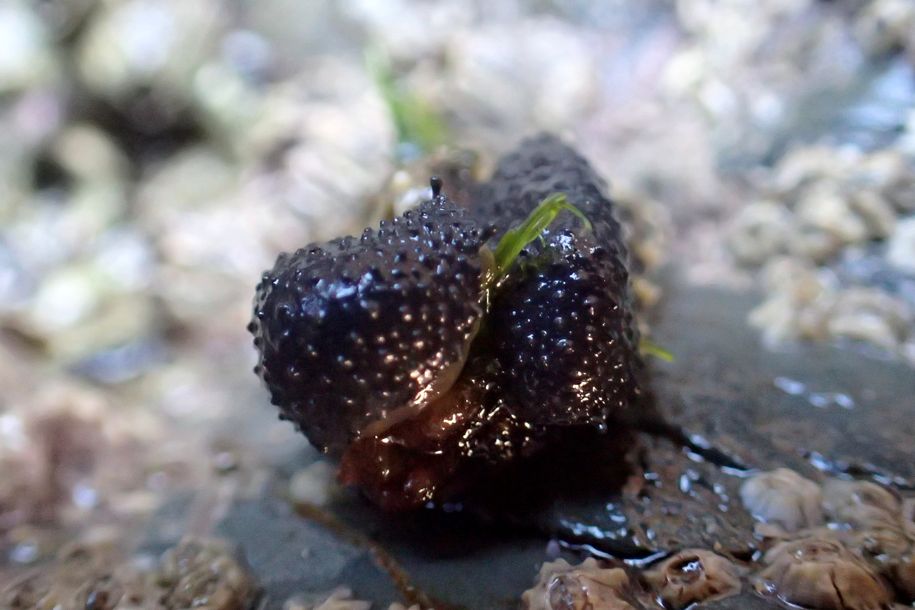 Built like miniature tanks, the Celtic sea slugs cover the rocks in places.