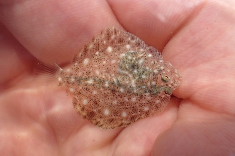 A tiny young turbot swims into my hand.