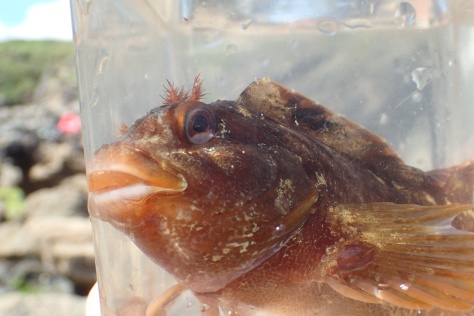 A tompot blenny giving its typical toothy smile.
