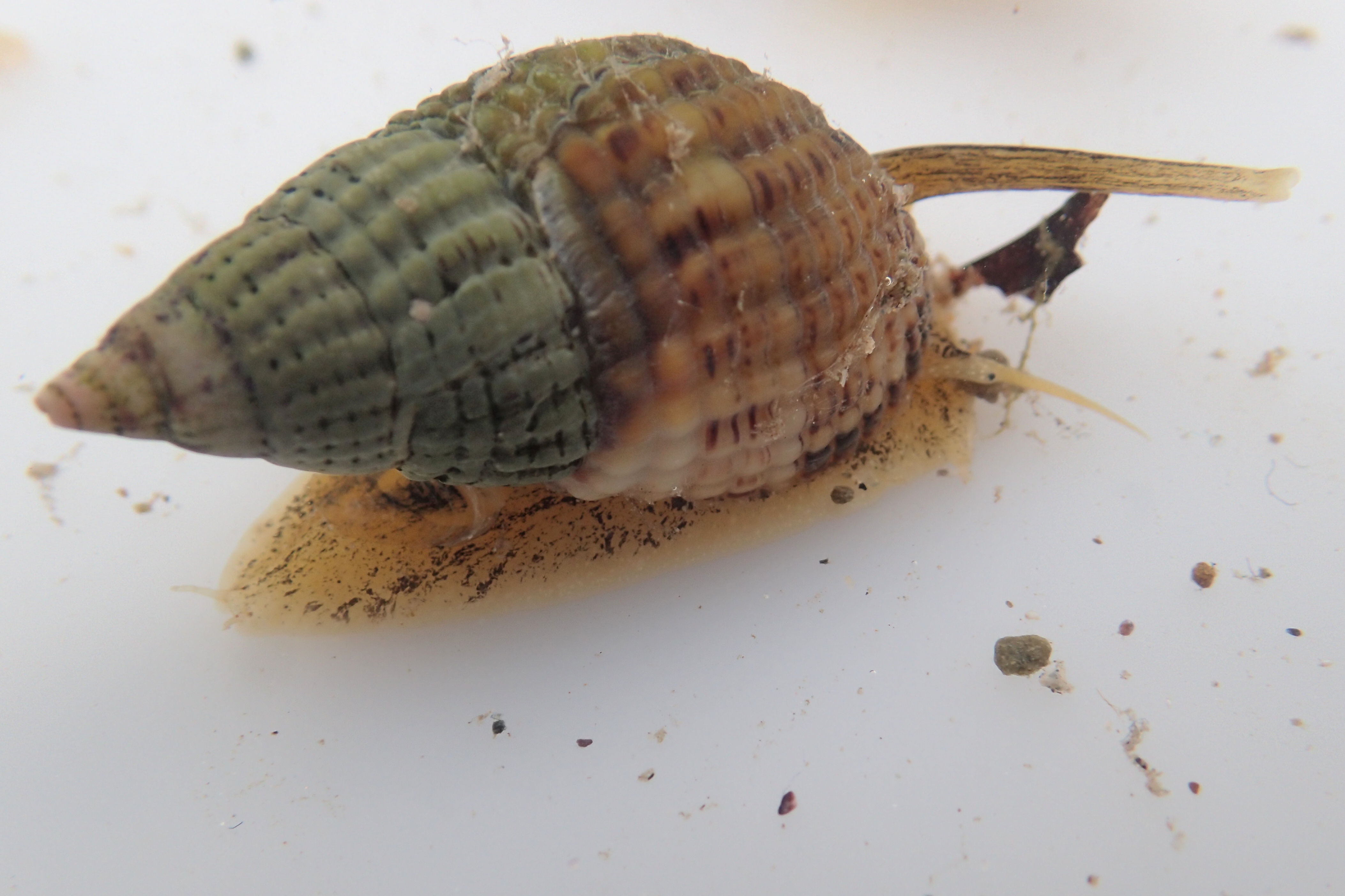 Netted dog whelks are common on this silty shore and have an impressively long syphon.