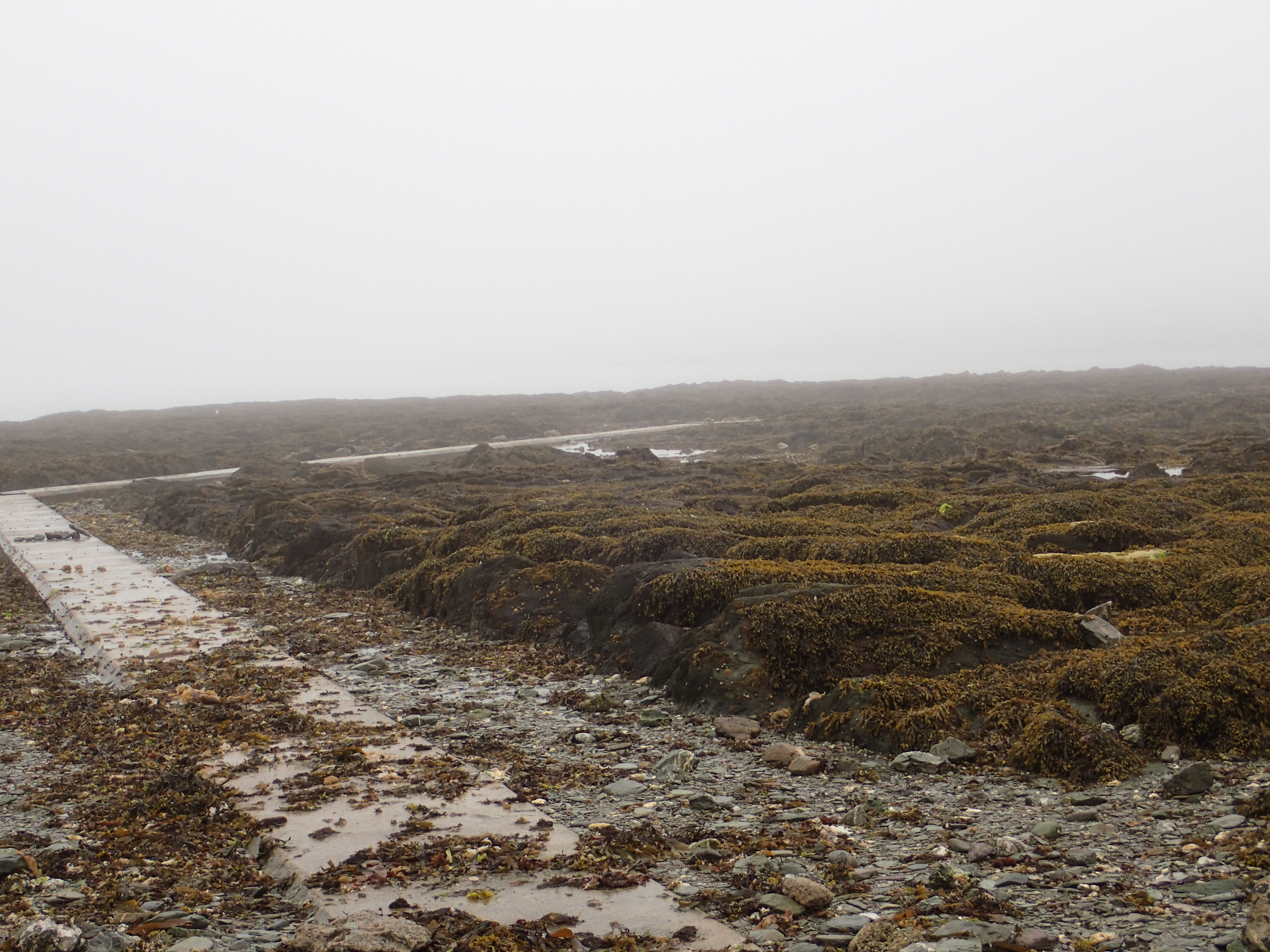 The fog has descended at Hannafore - Looe Island is nowhere to be seen.