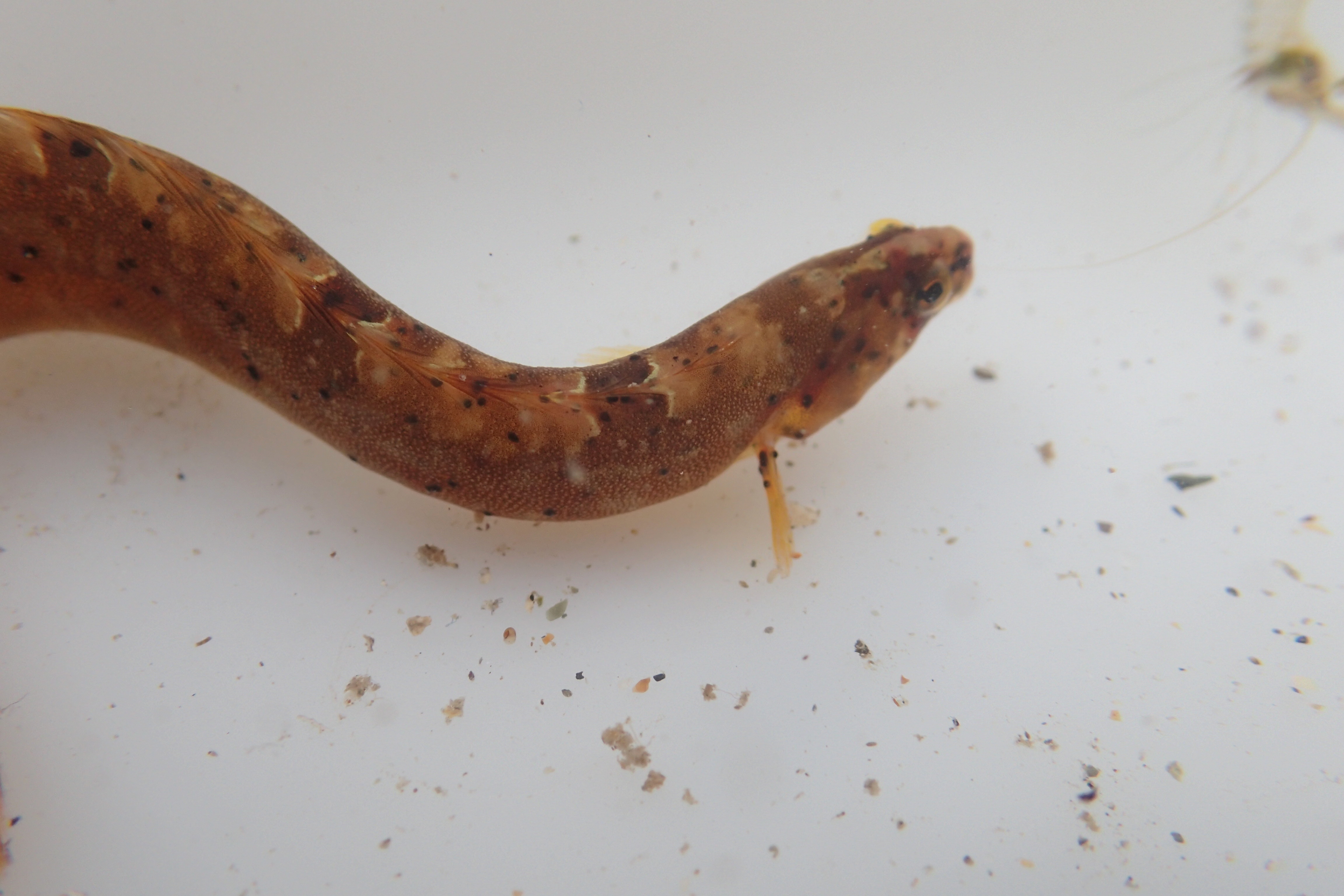 A beautifully patterned young butterfish.