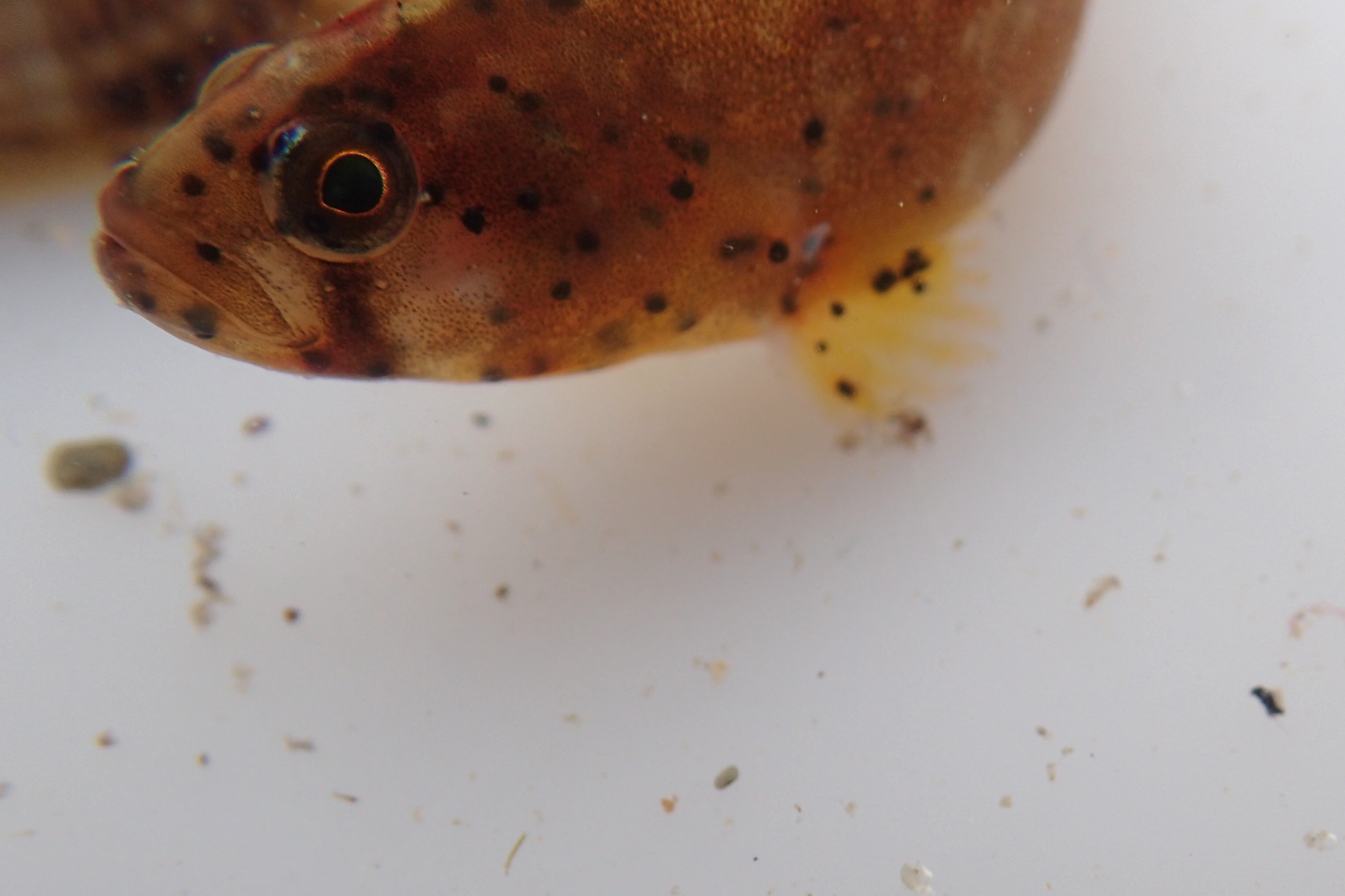 The butterfish has a downturned mouth with big lips, making it look like it's frowning.