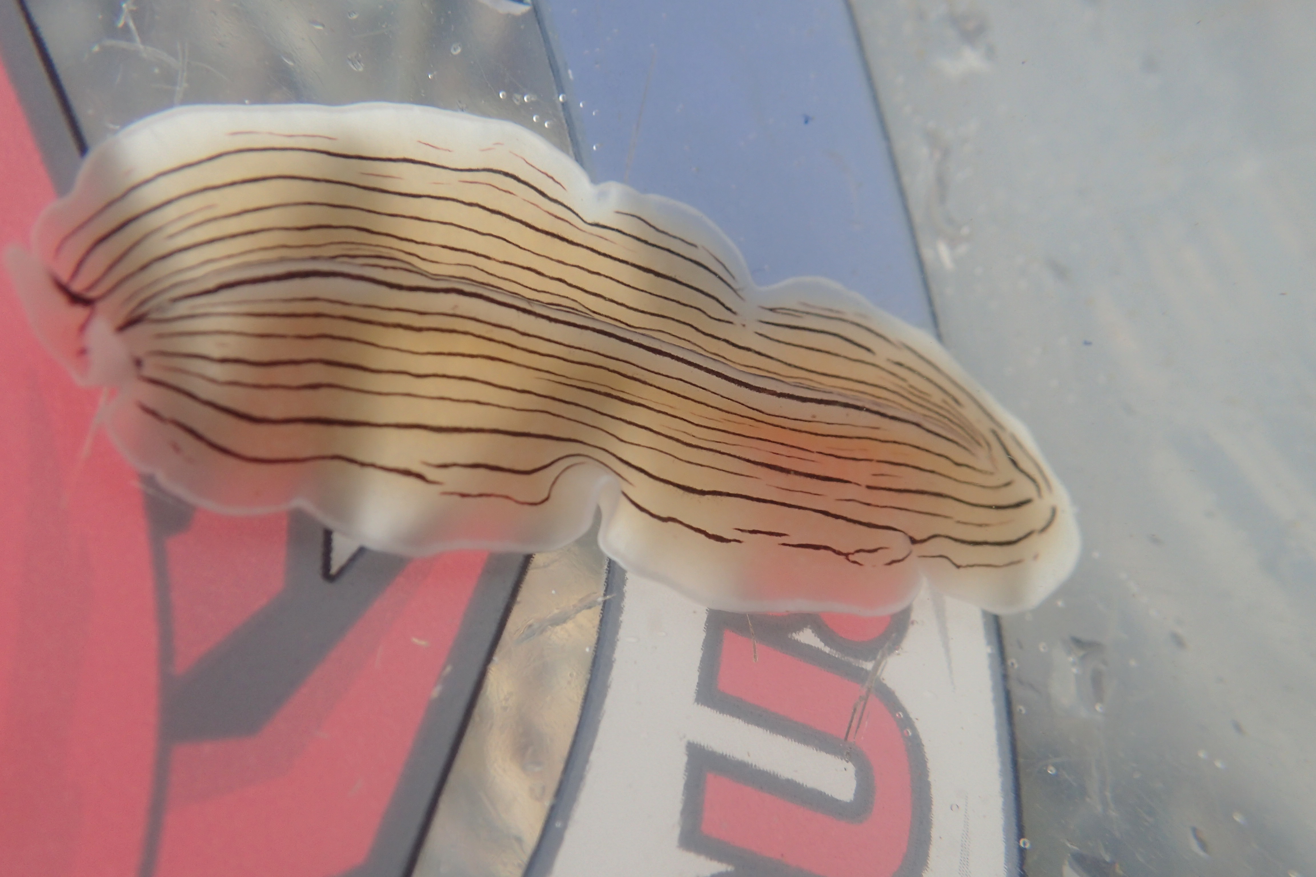 The candy stripe flatworm swims straight into my bucket.