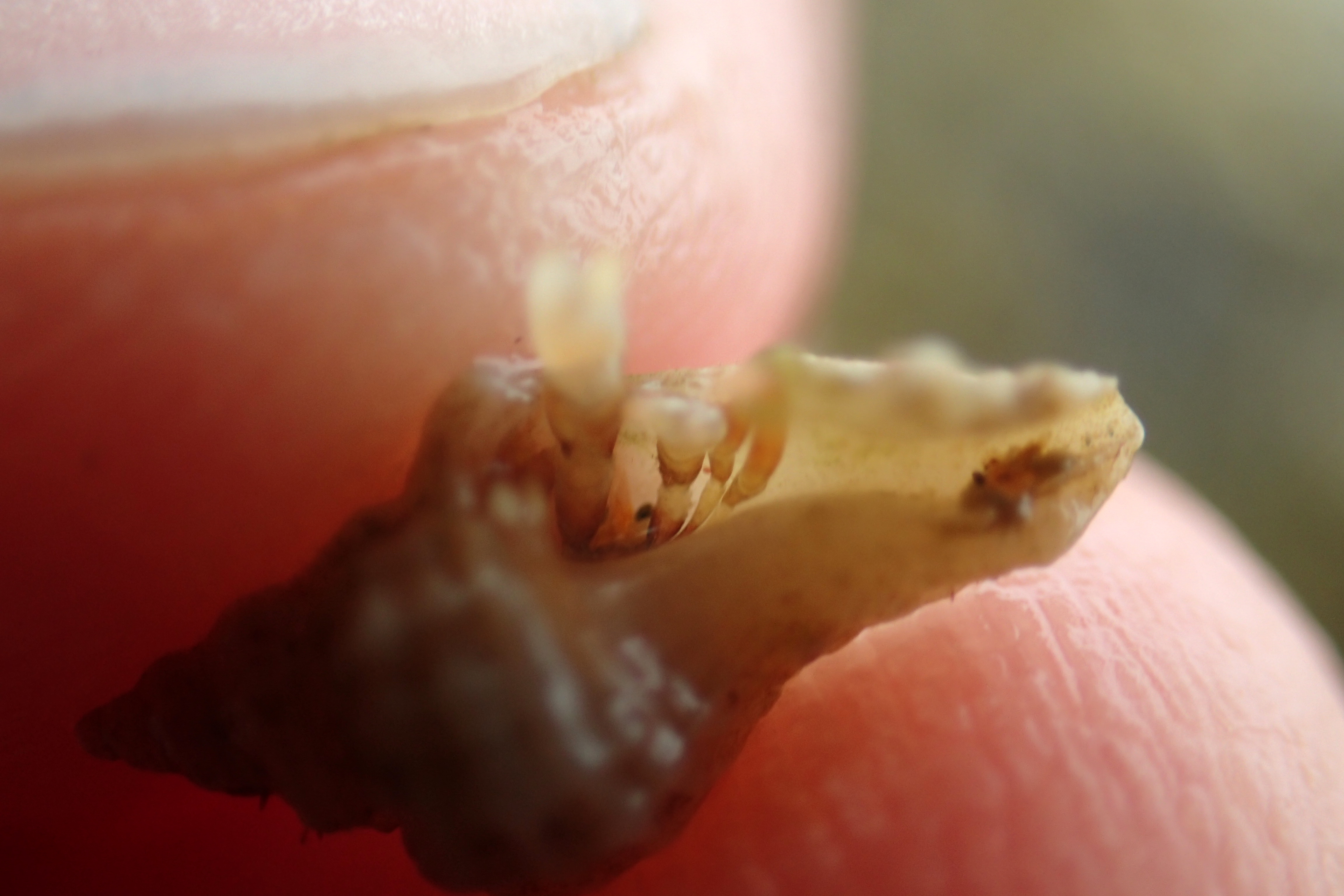 Anapgurus hyndmanni - this uncommon little hermit crab is often seen at Hannafore.