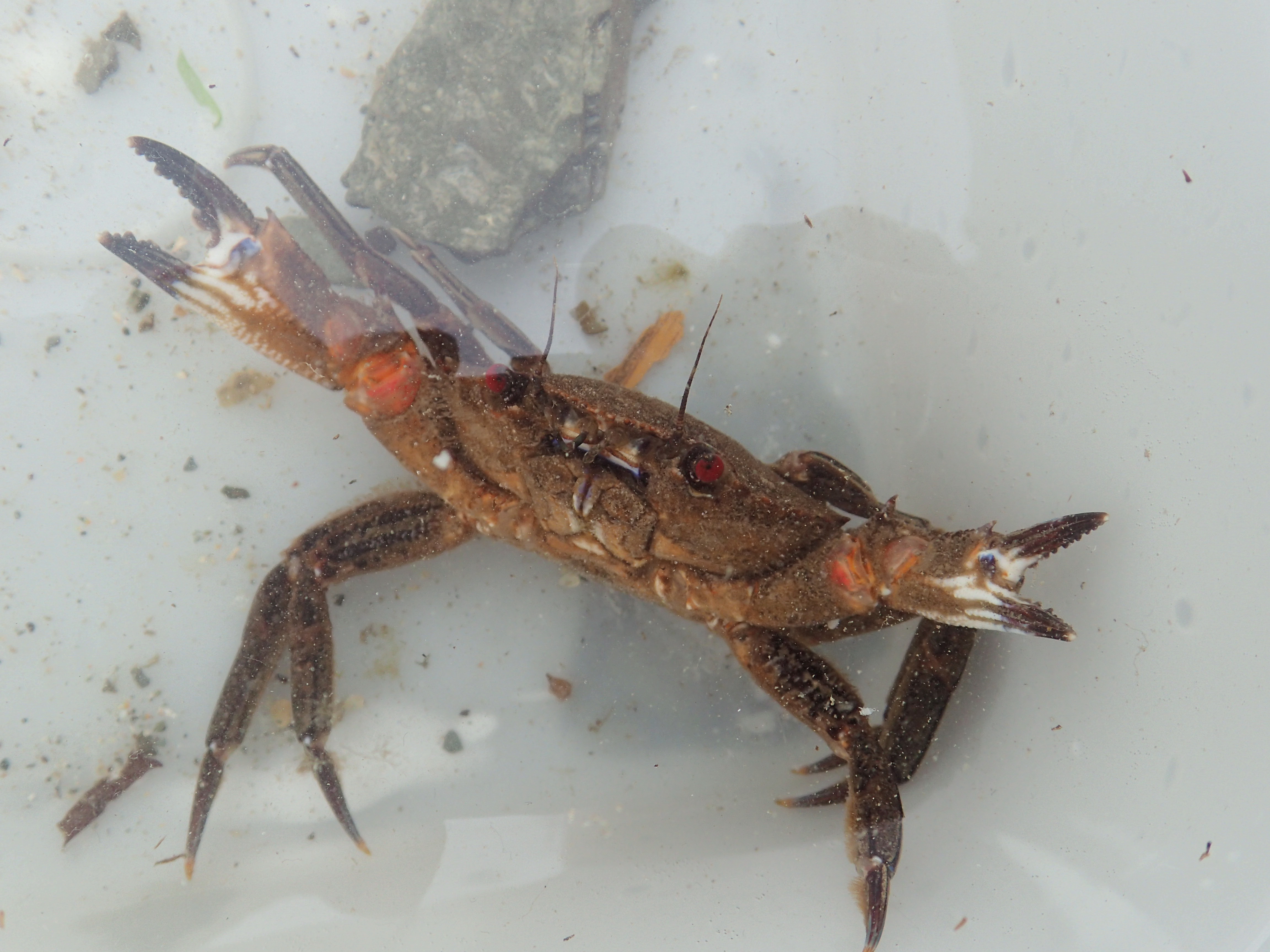 Velvet swimming crabs - or devil crabs as Cornish Rock Pools Junior calls them - are impressively aggressive.