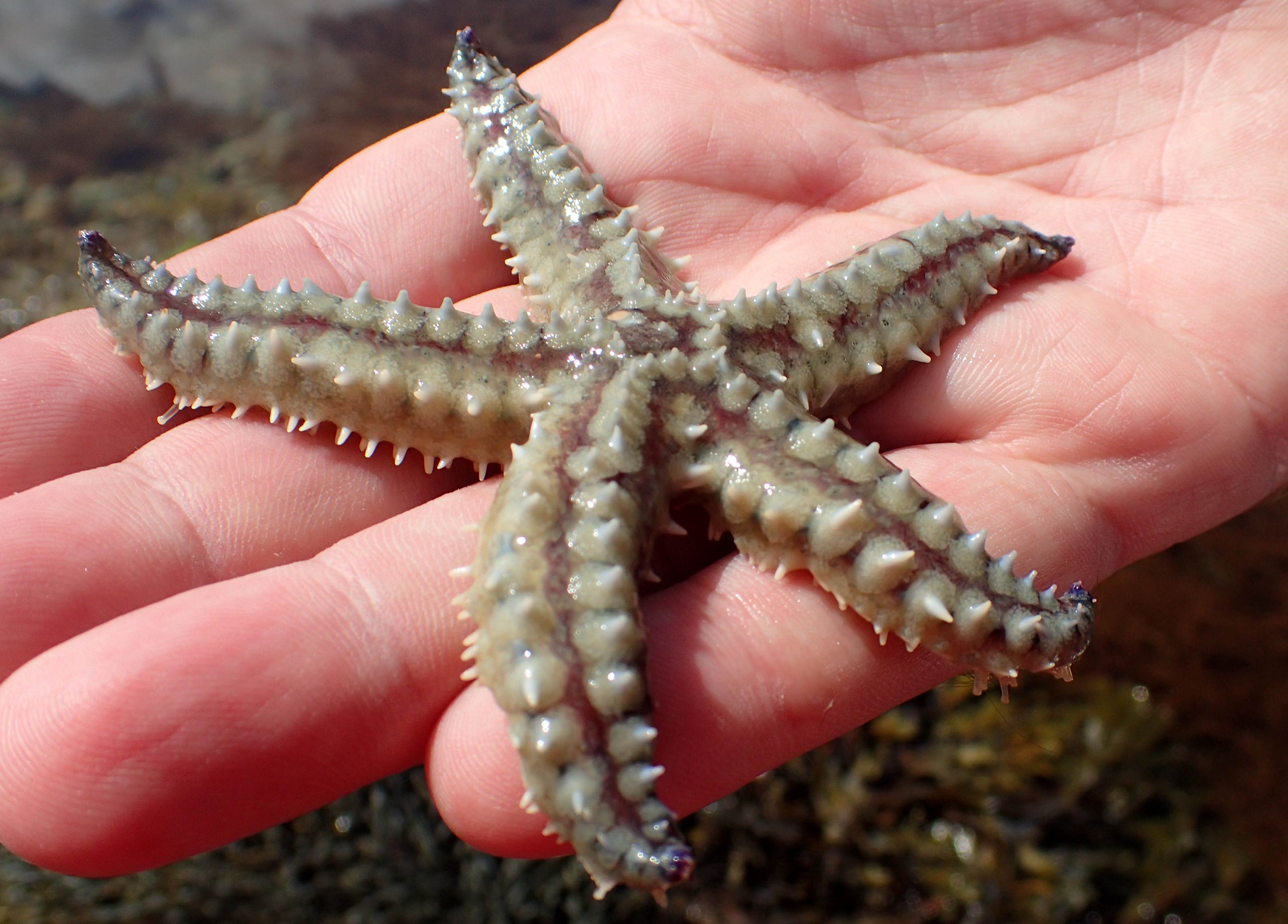 A spiny starfish.