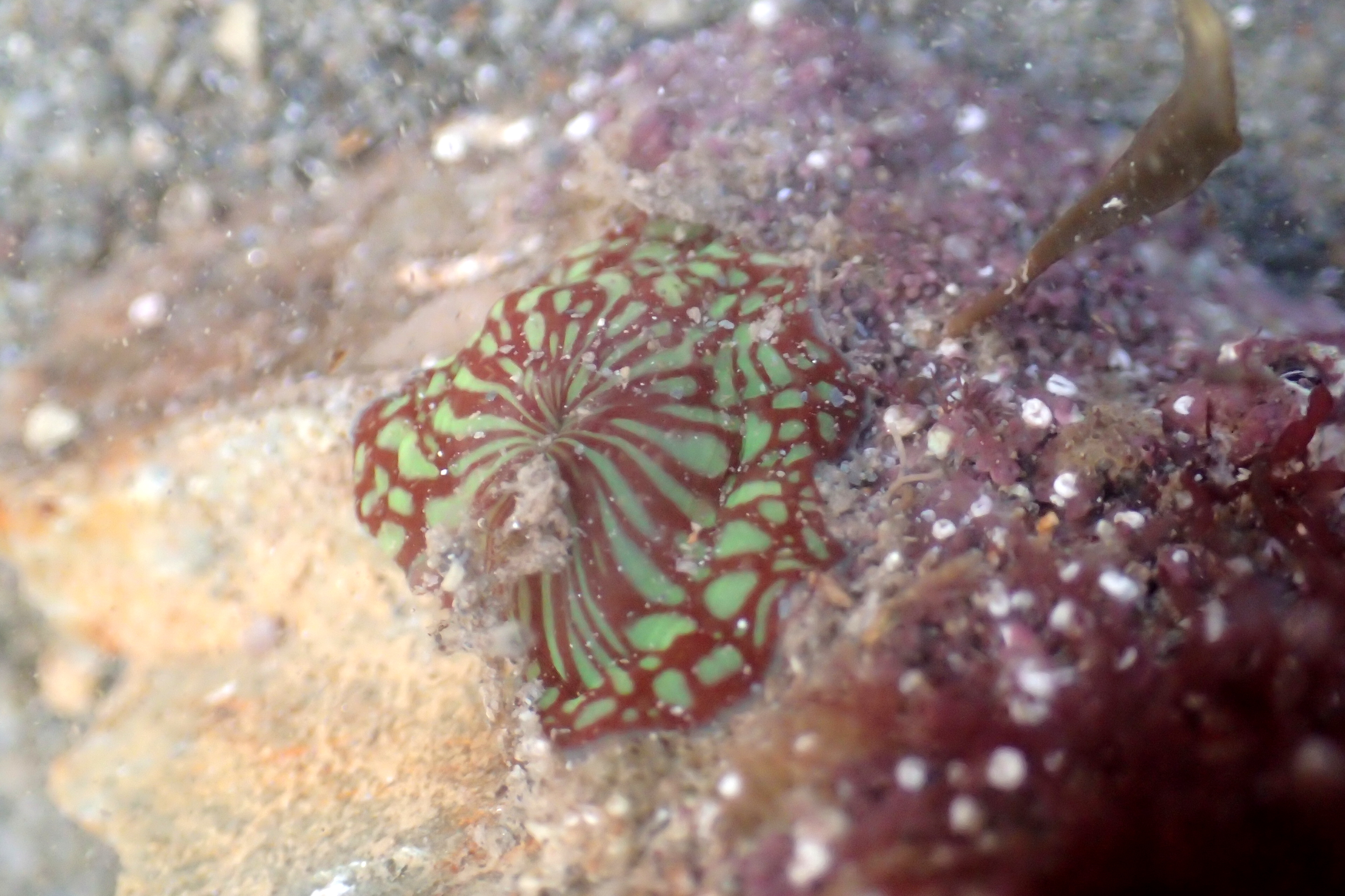 Cornish rock pools junior found this beautiful little baby strawberry jellyfish under a rock (and carried it over the rocks to show me).