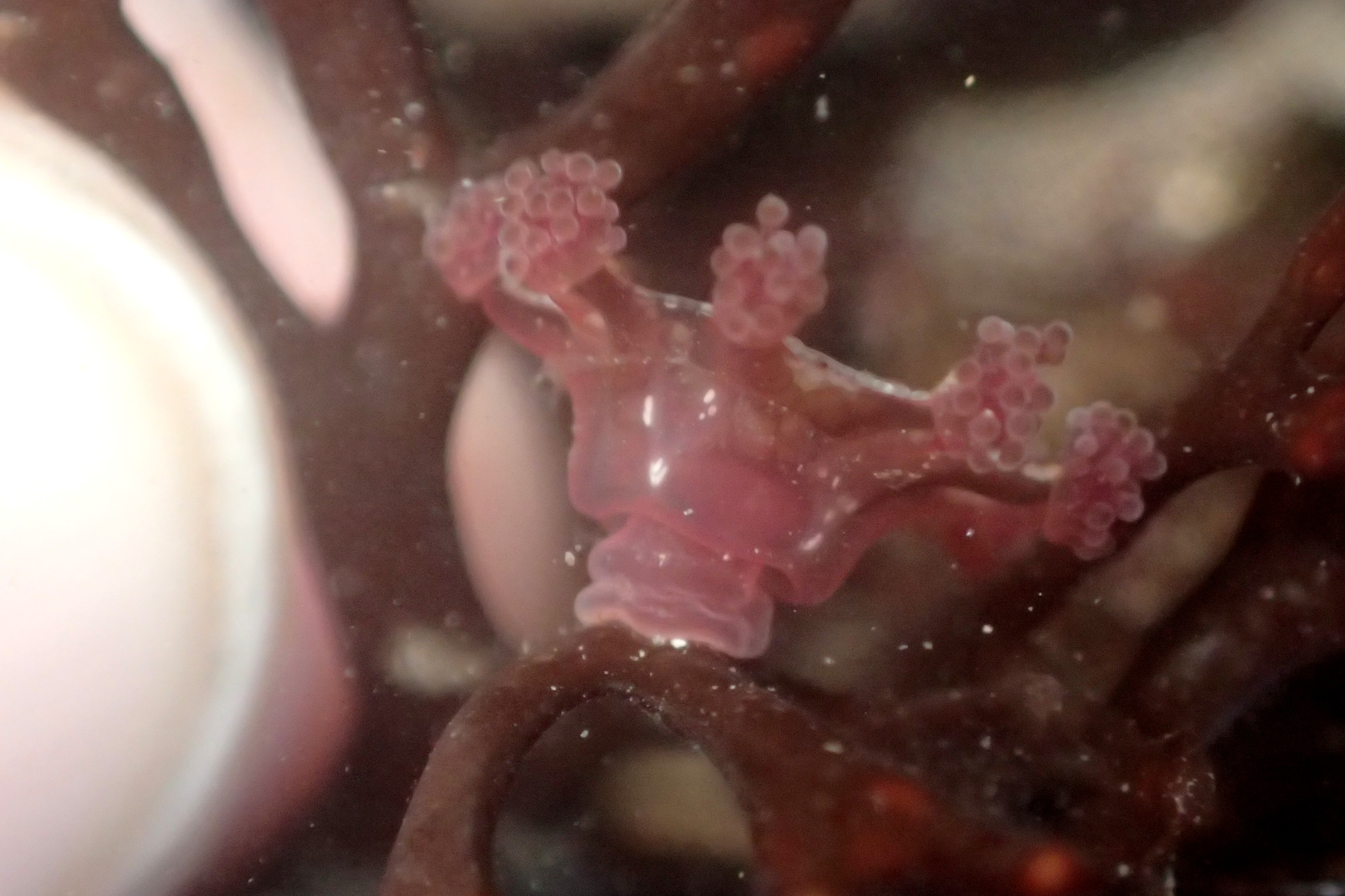 As you'd expect, stalked jellyfish have a stalk which attaches to seaweed so they don't float around like other jellies. They have eight arms with tentacles on the end.