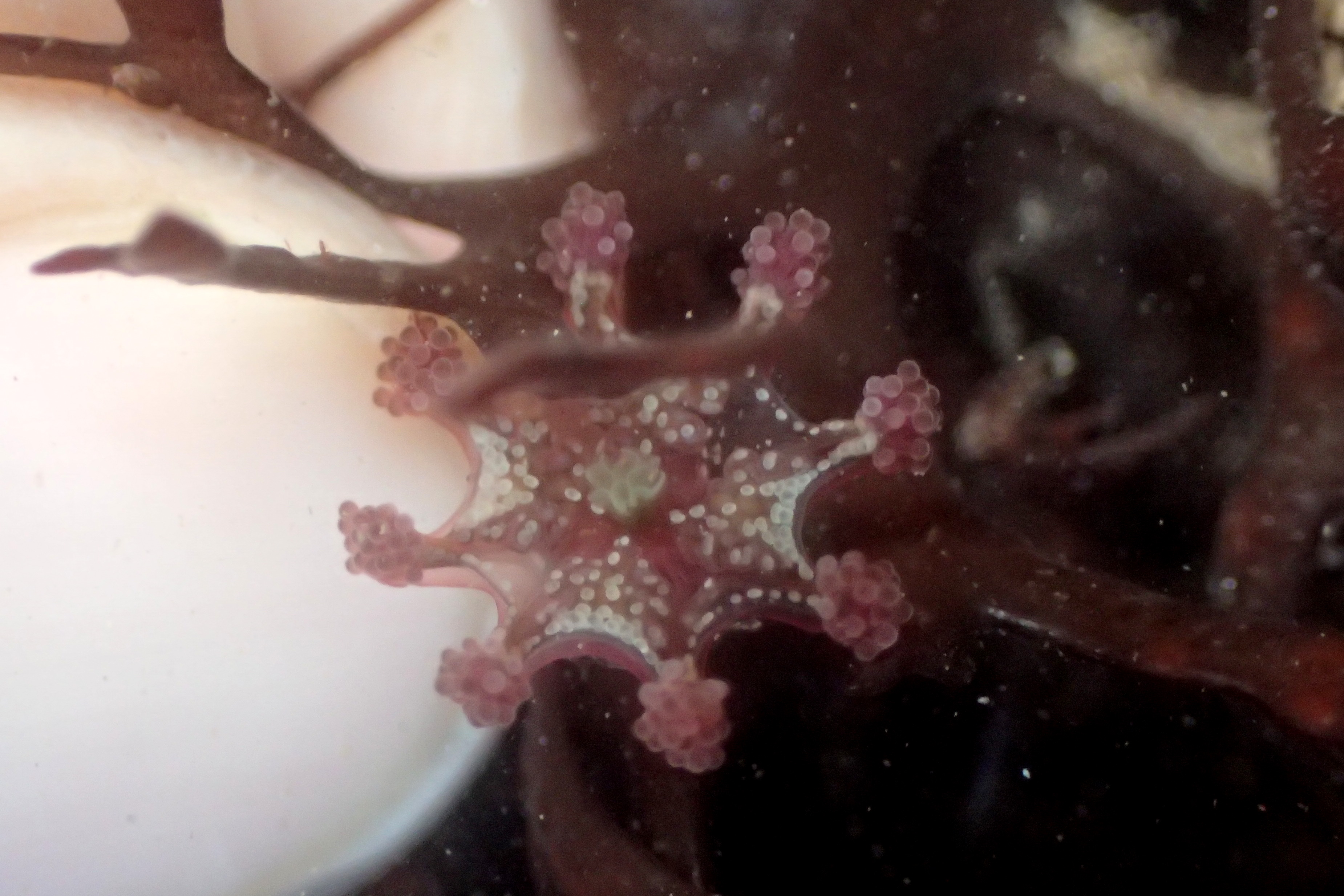 Calvadosia cruxmelitensis, the St John's stalked jellyfish. The pattern of white nematocysts (stinging cells) along the edges of its arms are clearly visible.