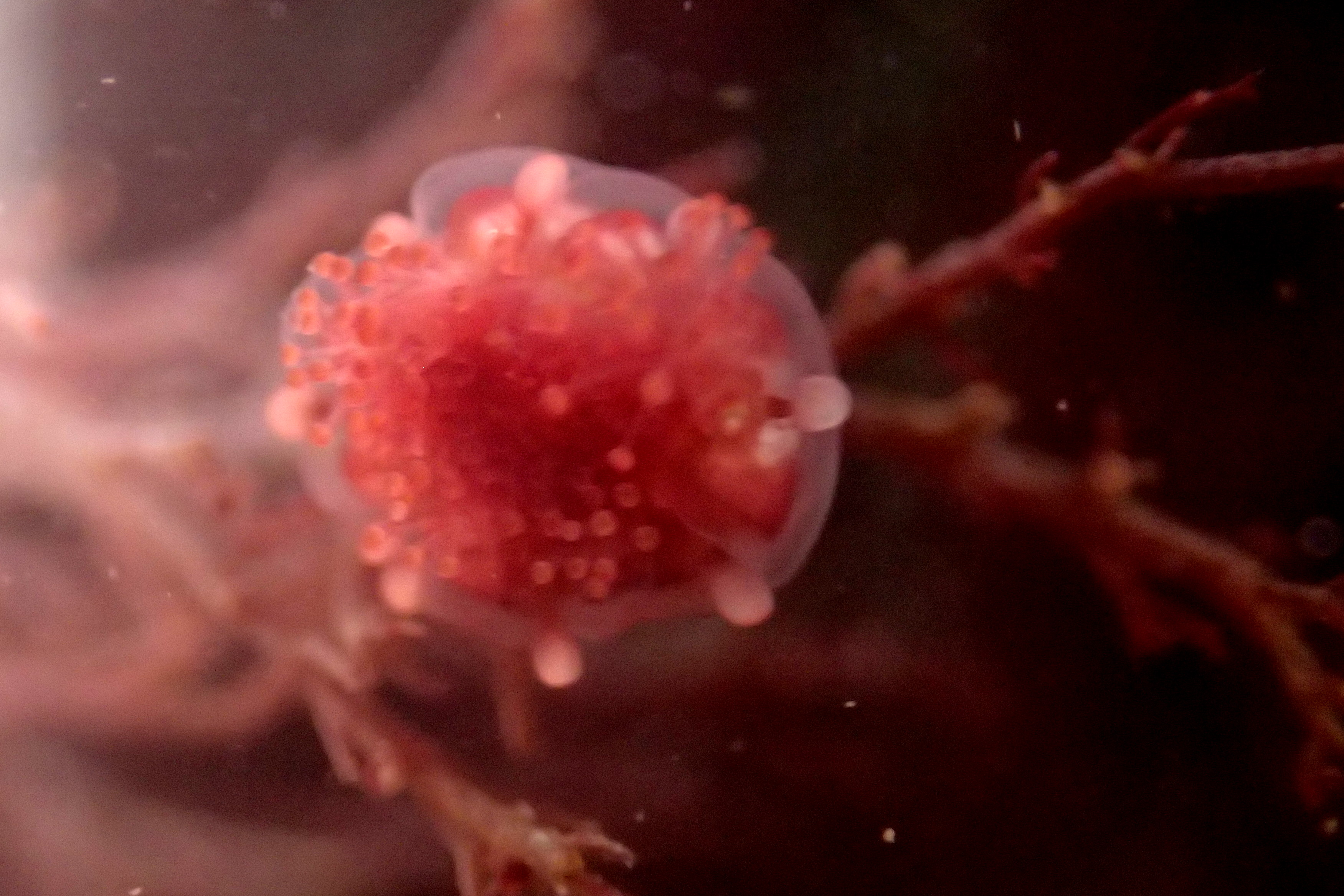 The stalked jellyfish (Haliclystus octoradiatus) retracts when I touch it, showing its primary tentacles (the white blobs around its edge) between its tentacle arms.