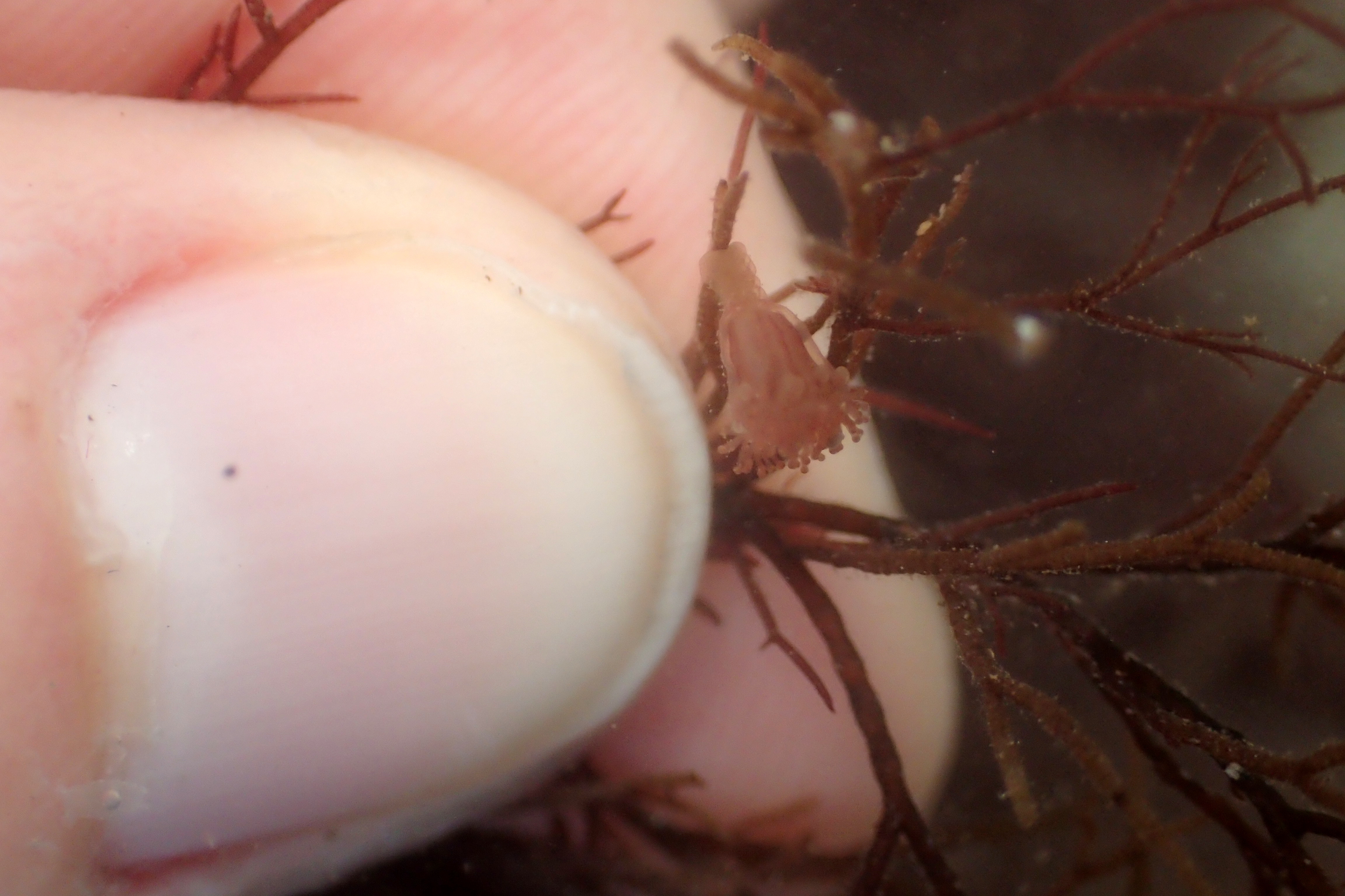 A tiny Haliclystus octoradiatus stalked jellyfish - you can see how small it is against my (unkempt) thumb nail!