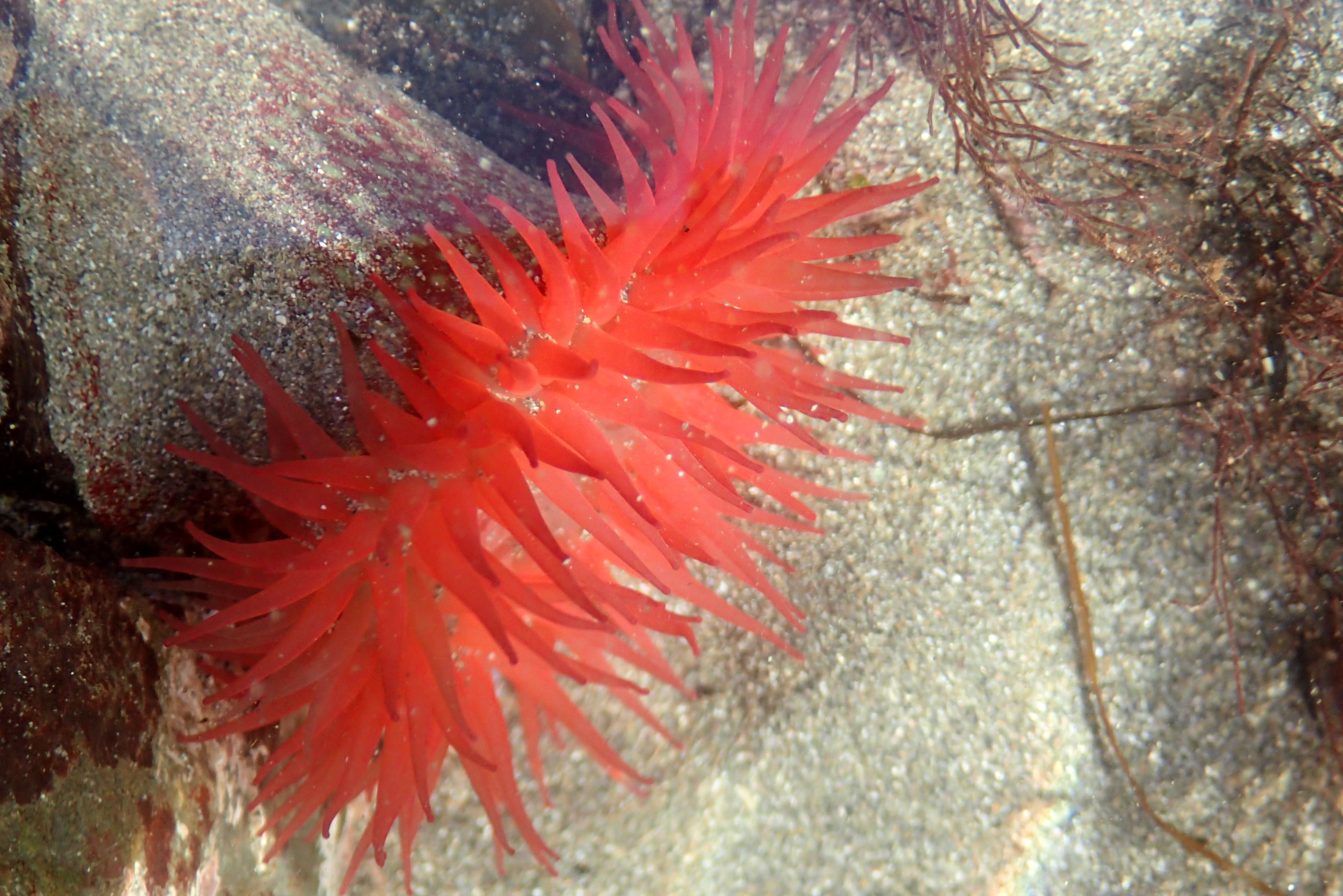 Strawberry anemone basking in a brief moment of November sunshine