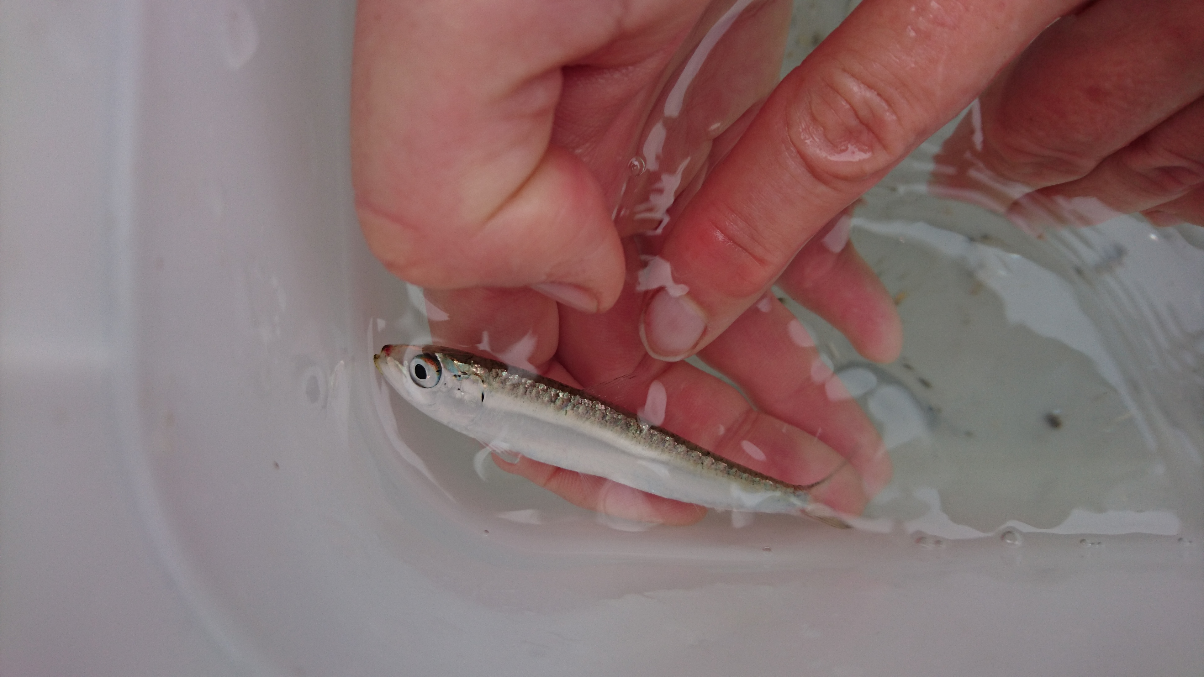 Having watched sardines being canned in Quiberon's fish factory, it was great to see this one swimming freely. Thanks to Laura Smith for this photo.