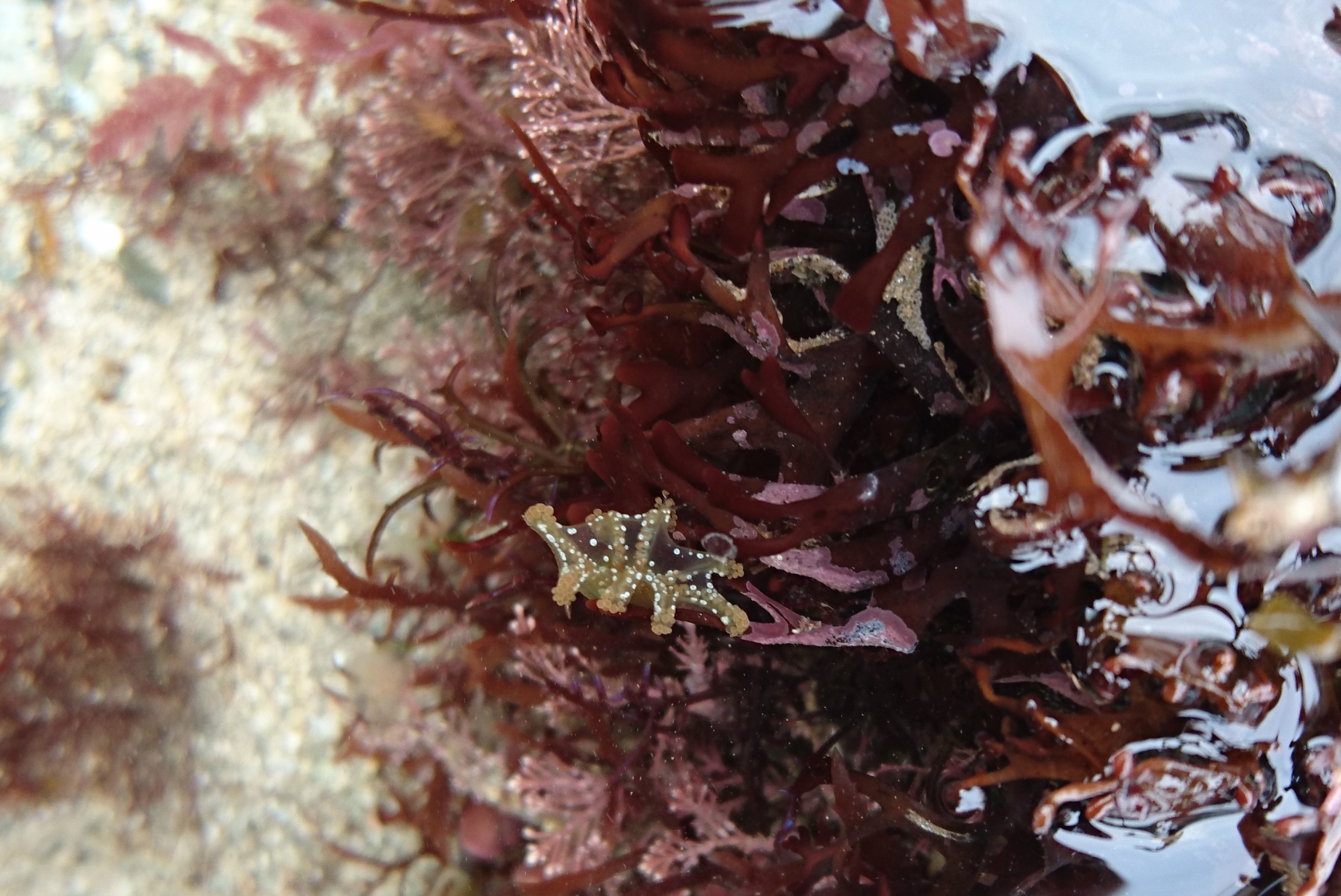 A Lucernariopsis campanulata stalked jelly among the seaweed. They're easier to spot this time of year when the seaweed dies back - if the weather's calm enough.