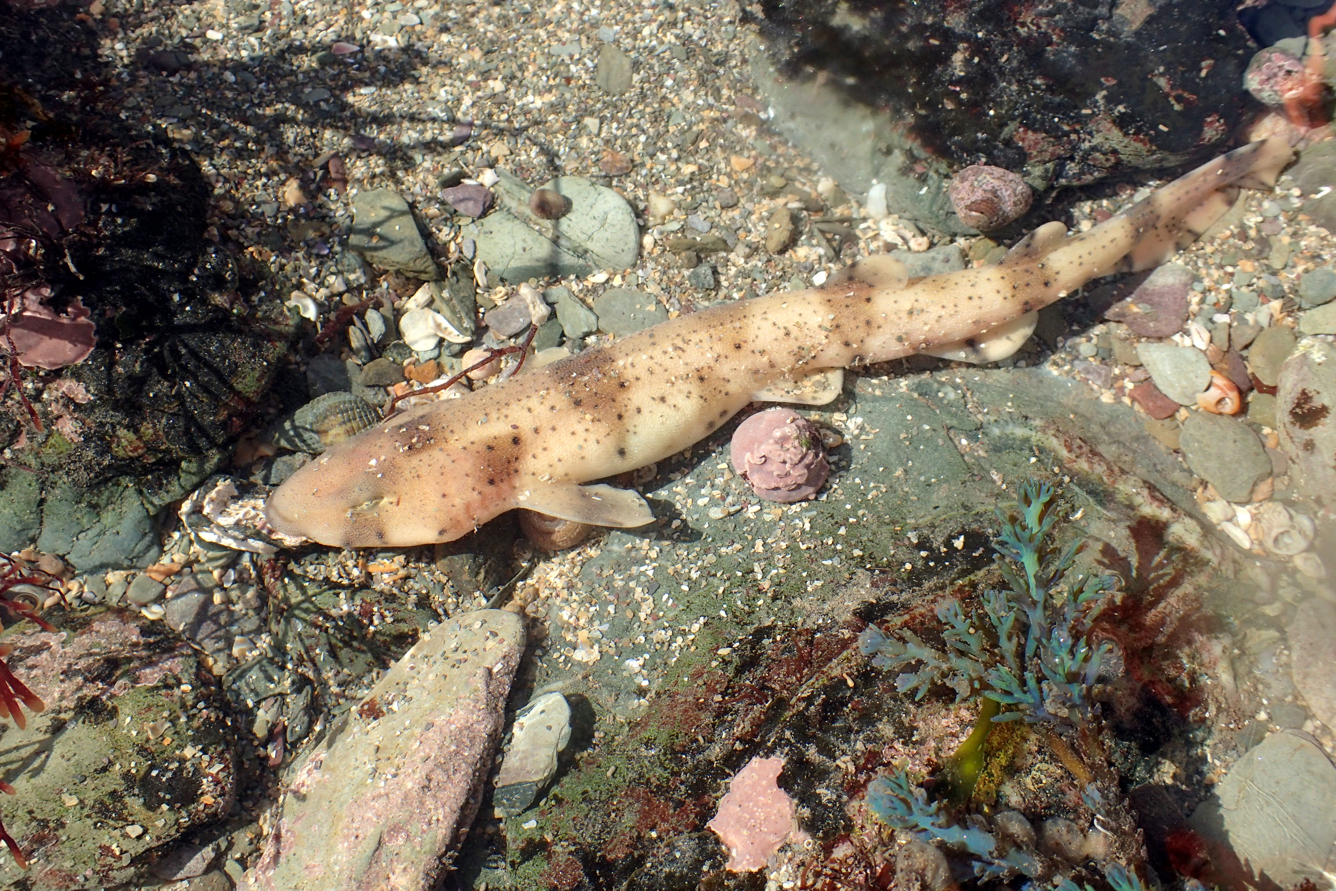 A just-hatched baby Great-spotted catshark (Scyliorhinus stellaris) in CornwallA just-hatched baby Great-spotted catshark (Scyliorhinus stellaris) in Cornwall