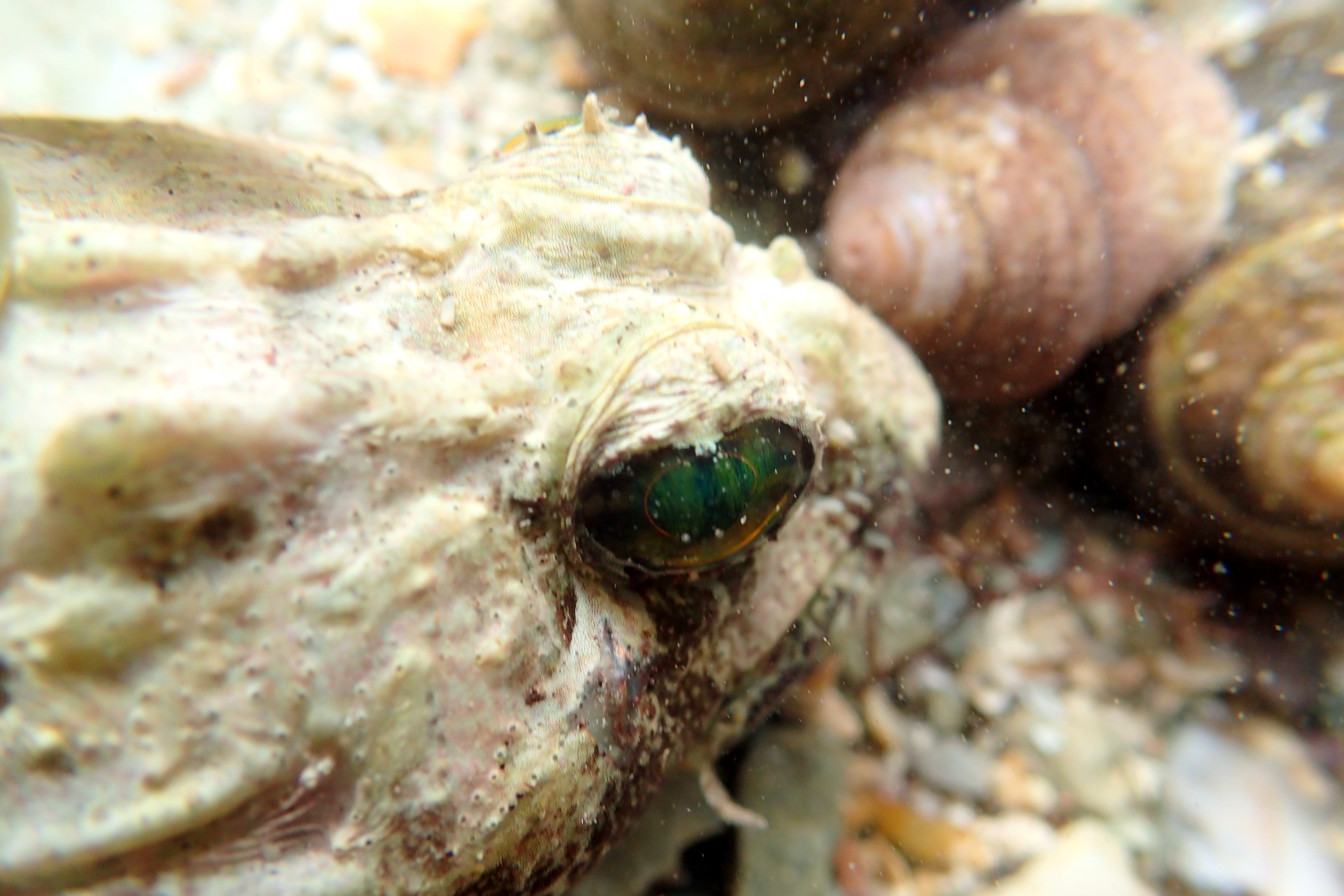 Scorpion fish have spines and a barbell at the corner of their mouths.