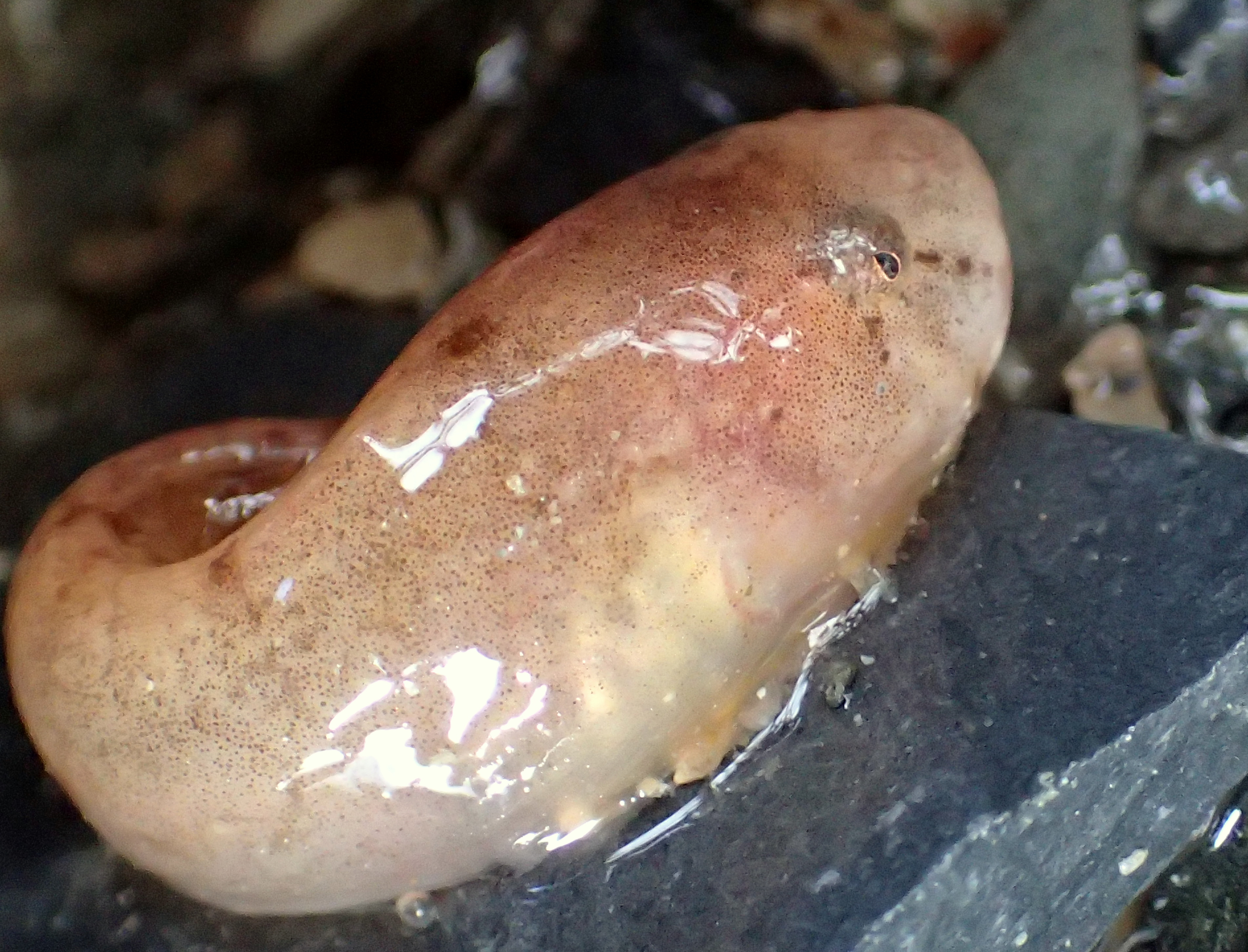Montagu's sea snail - this sucker-fish looks tadpole-like and has small eyes.