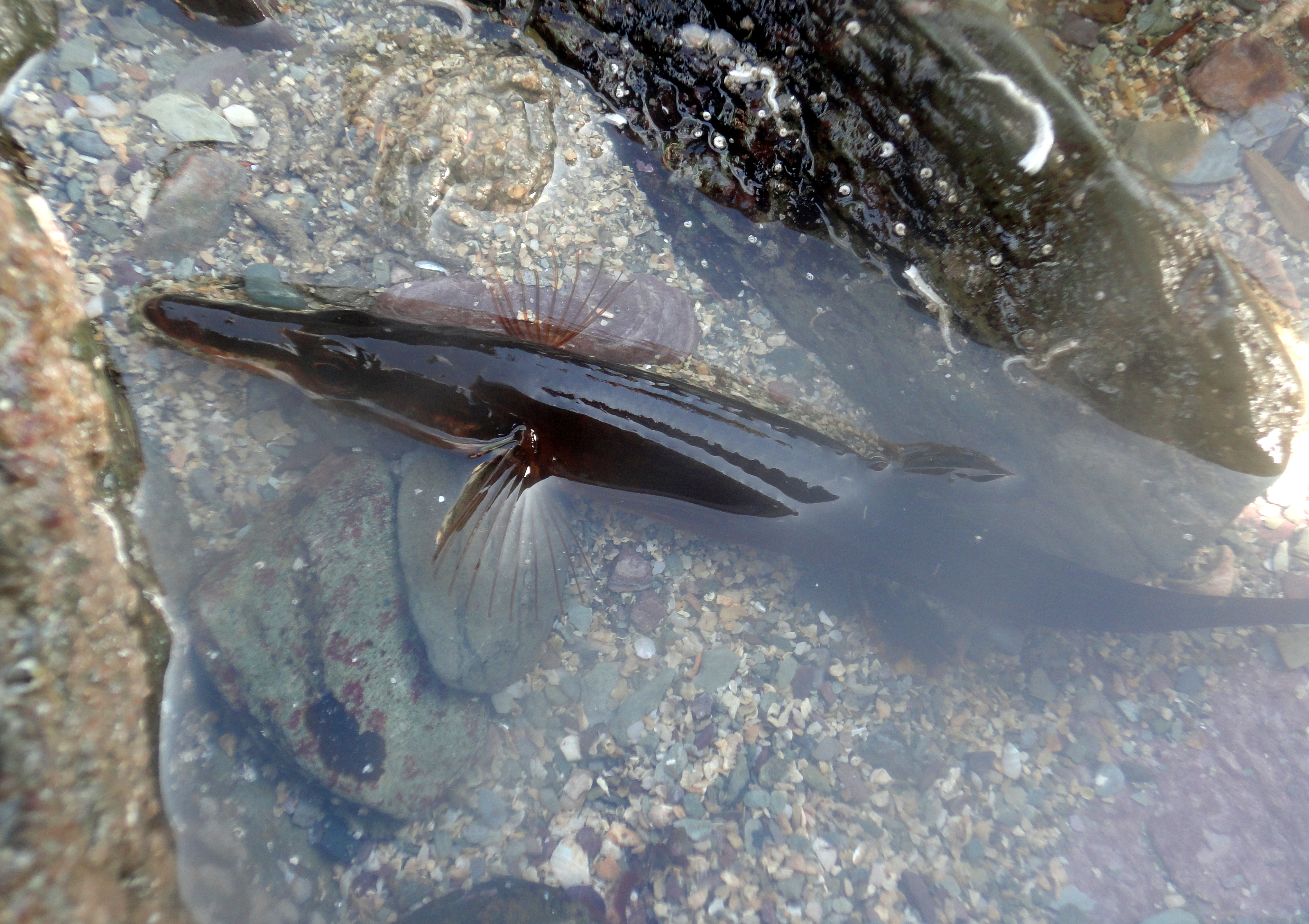 The 15-Spined Stickleback looks a bit like a pipefish at first glance. It has a long slender nose, wide pectoral fins and 15 spines along its back.