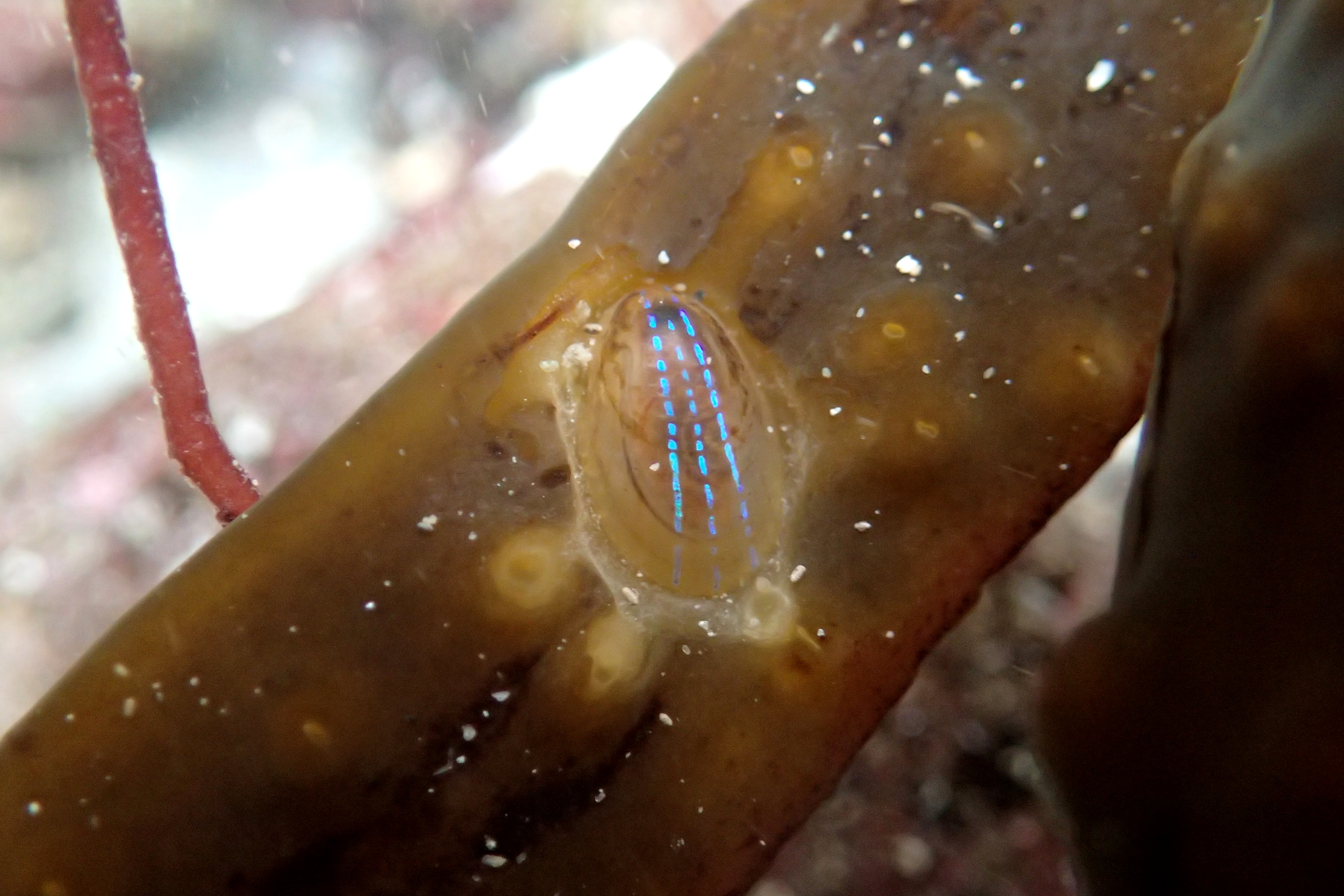 Like a string of Christmas lights - the Blue-rayed limpet