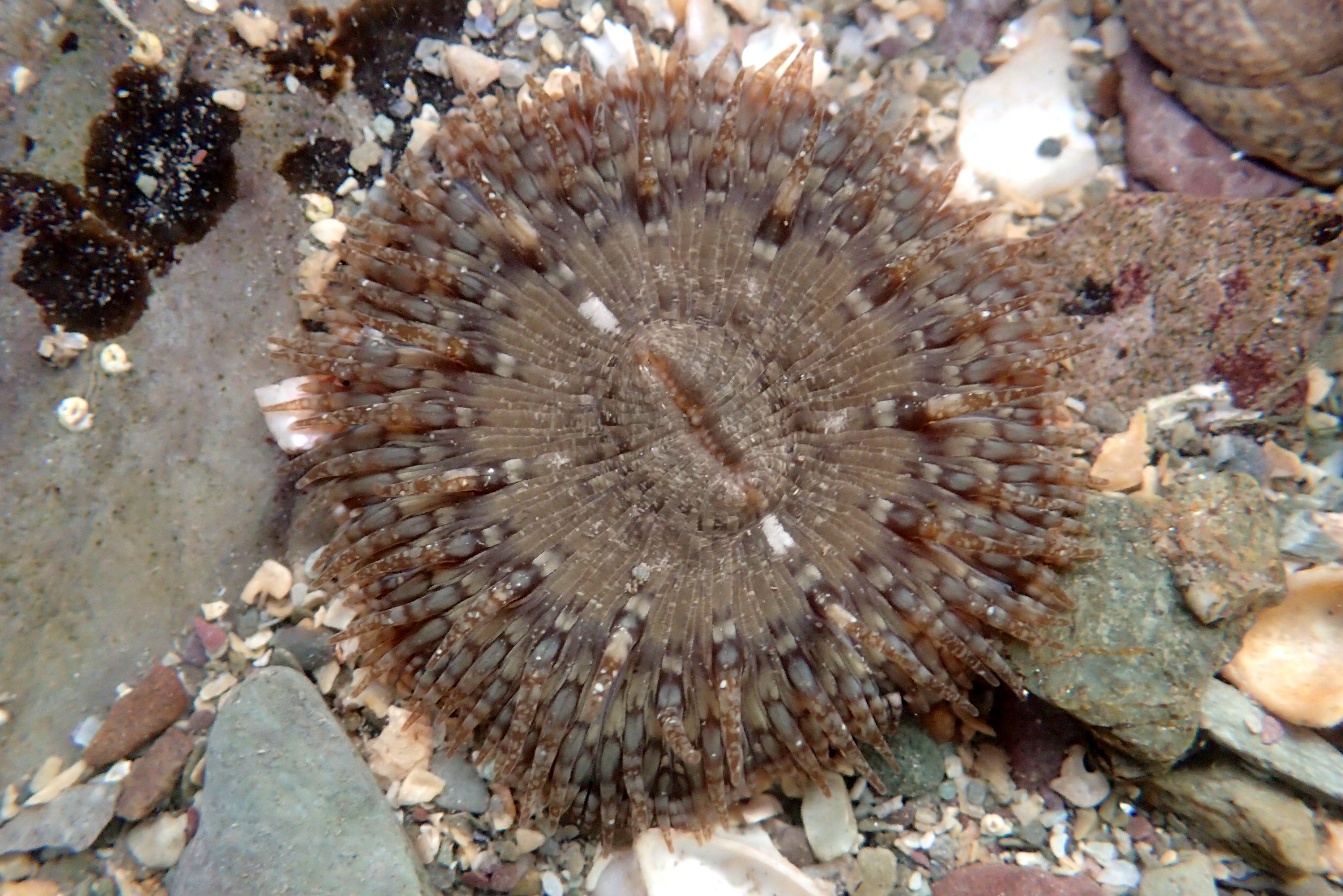 Another Christmas sea-flower - the Daisy anemone. In full bloom at Hannafore, Looe