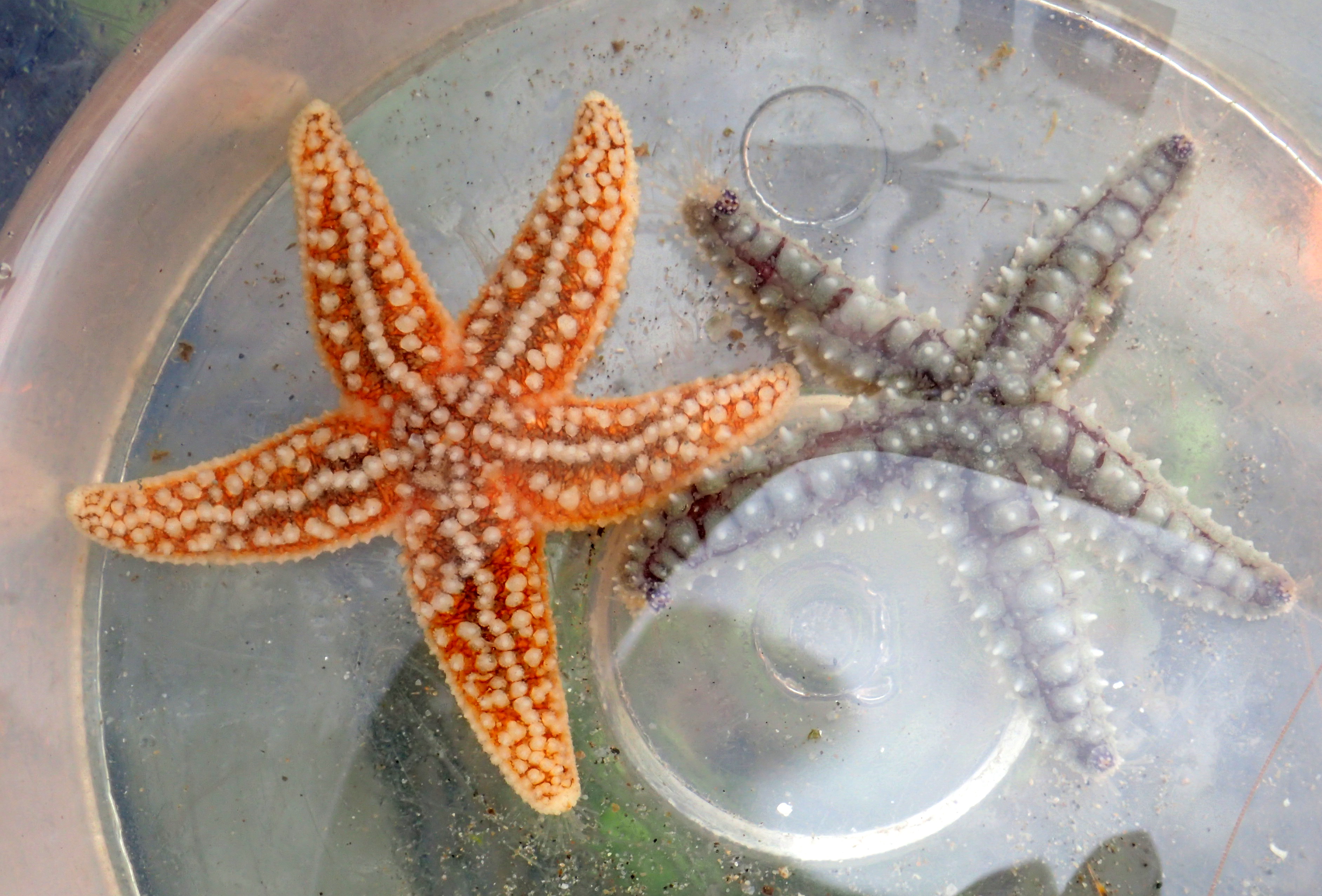 Common starfish (left) next to a Spiny starfish (right). The common starfish has smaller, less linear spines and tapering arms. It is usually this bright orange colour.