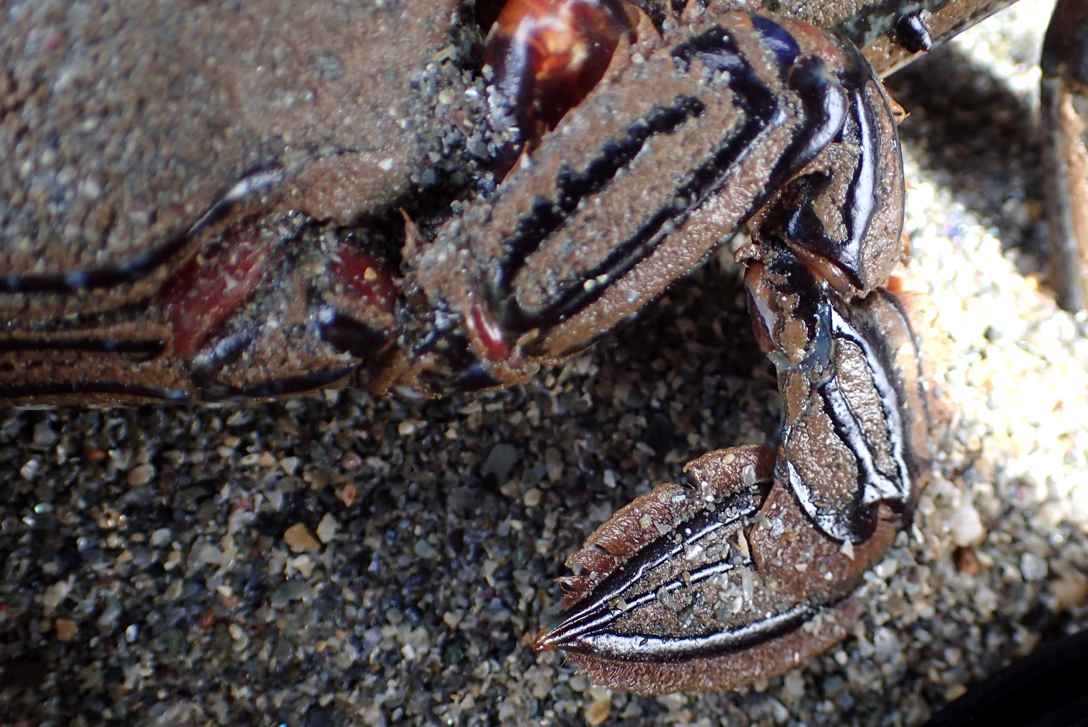 The flattened back legs of the Velvet swimming crab make them fast and powerful swimmers.