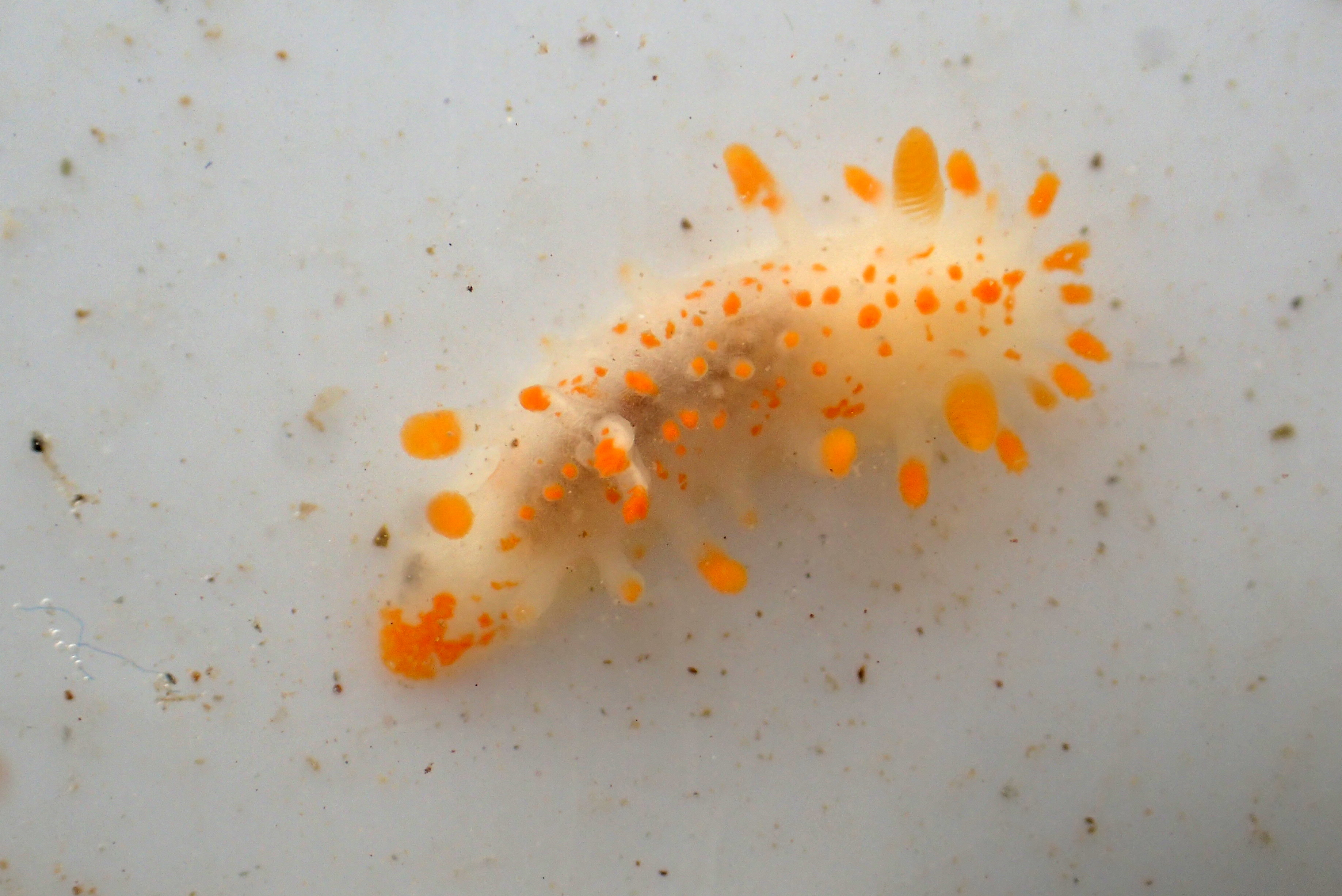 Limacia clavigera sea slug