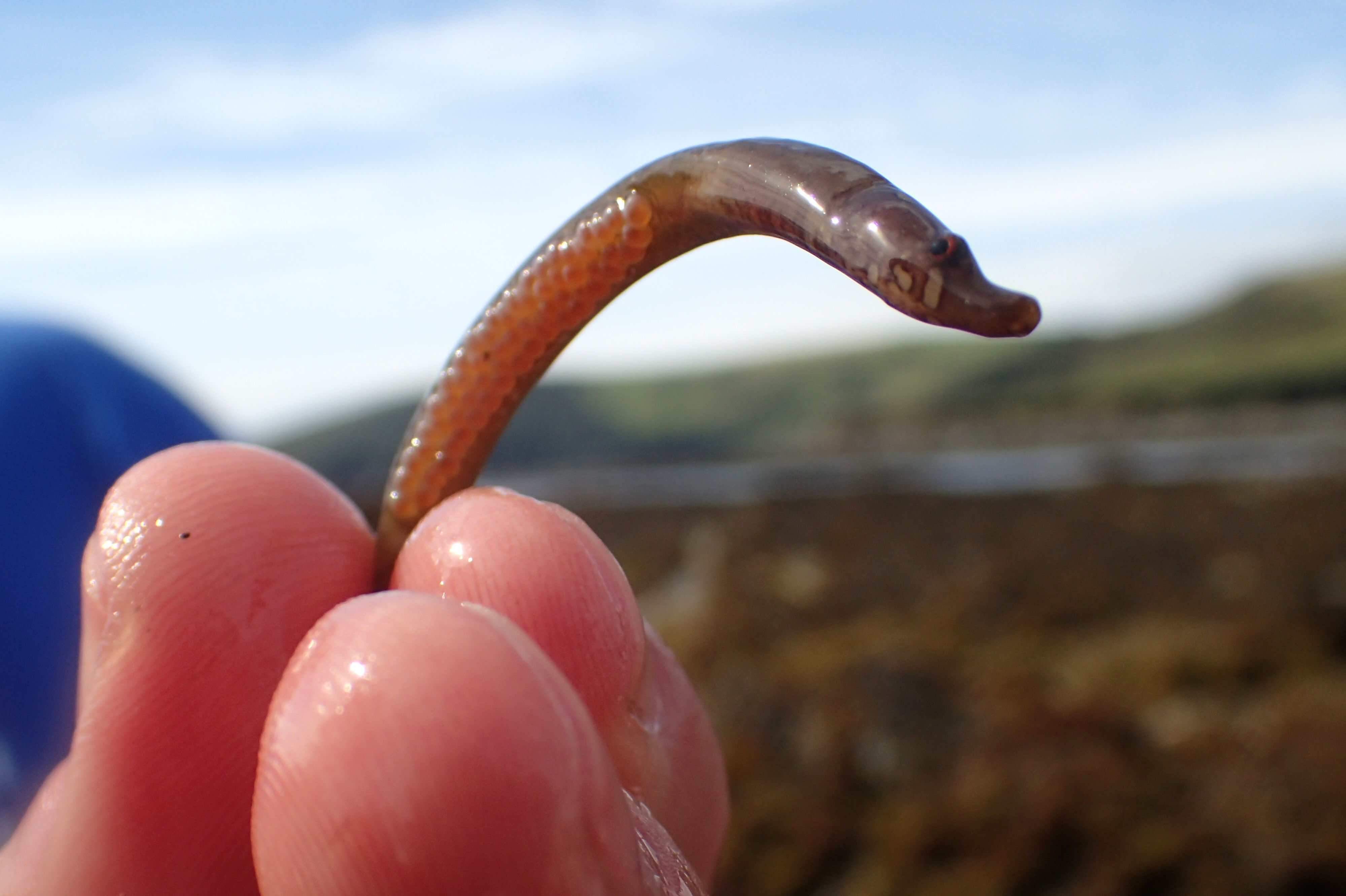 A male worm pipefish with eggs on his belly