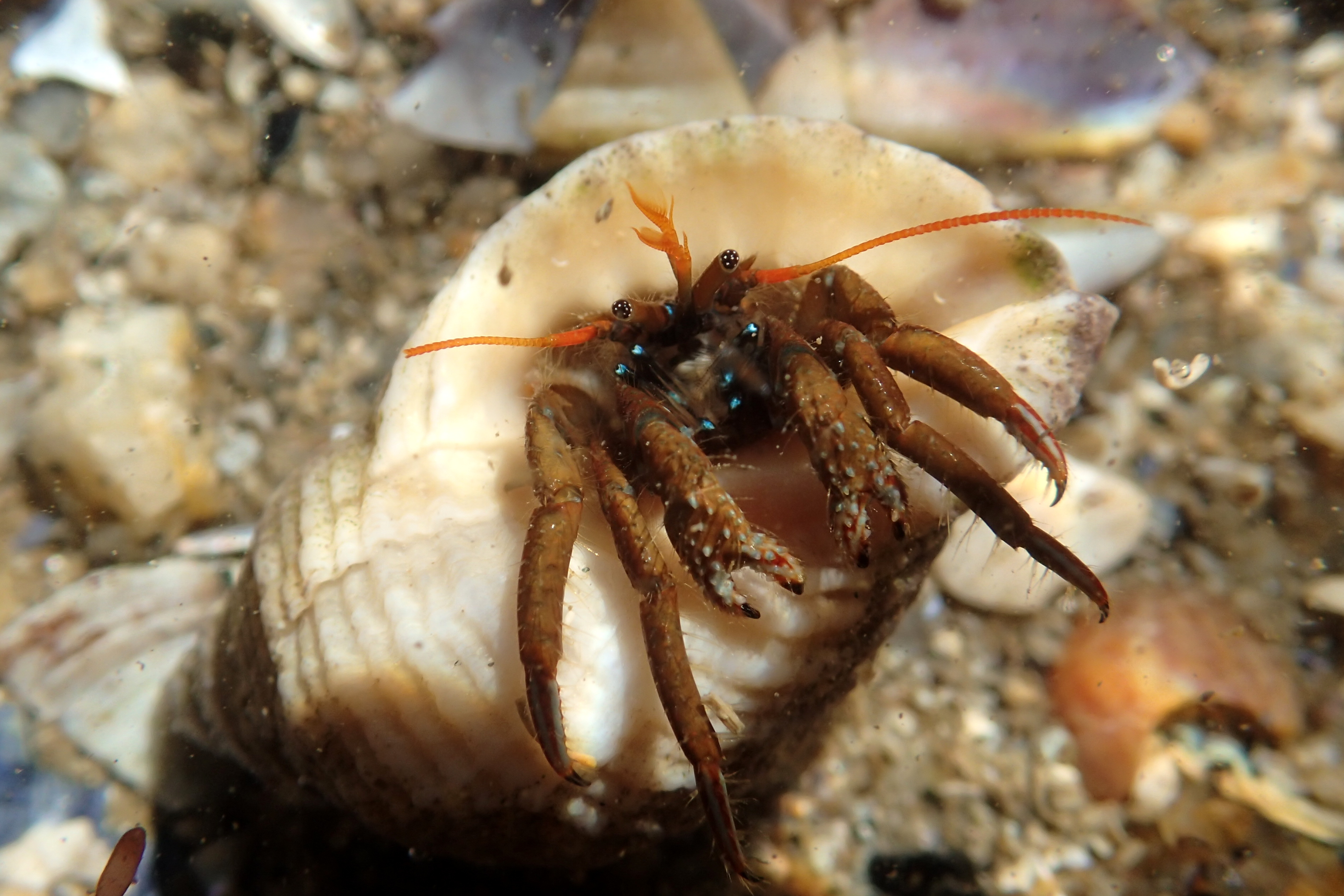 St Piran's Crab in Concarneau