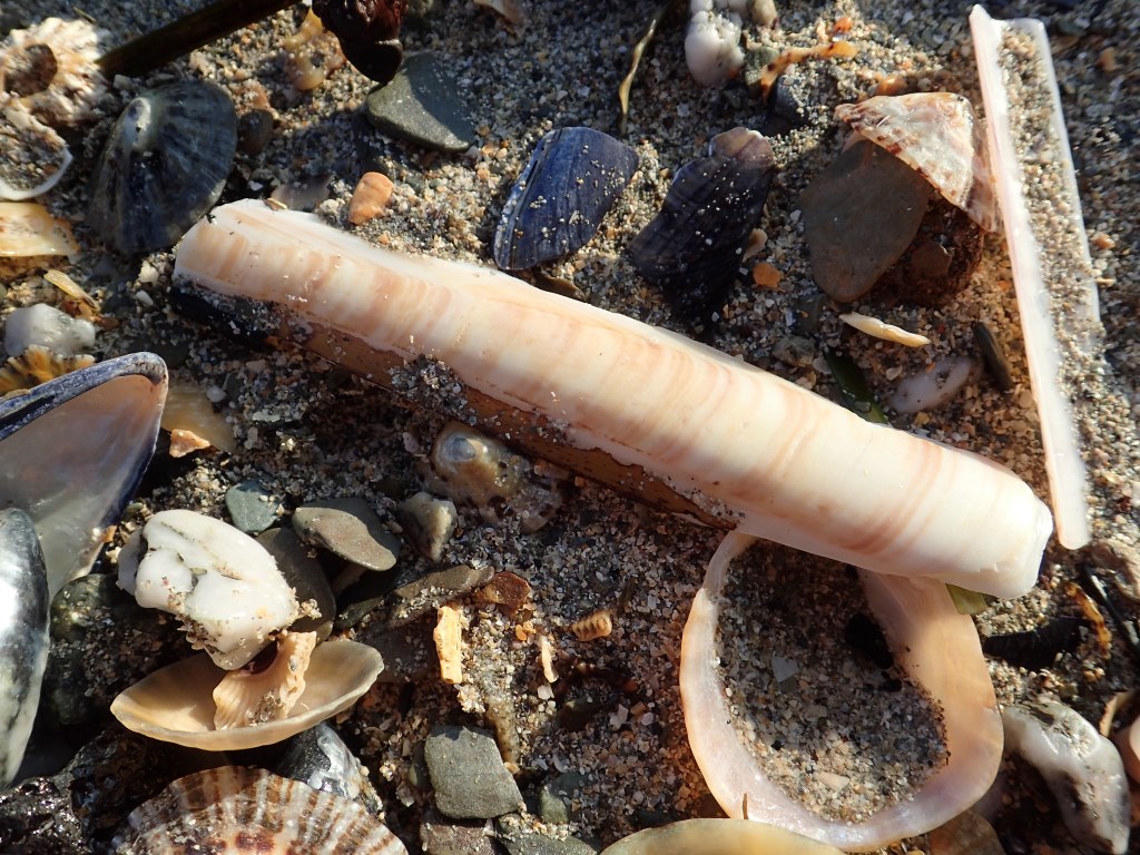 A Shell Collecting Bonanza on Looe Beach – Cornish Rock Pools