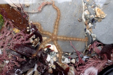 A brittle star on the move at Porth Mear.