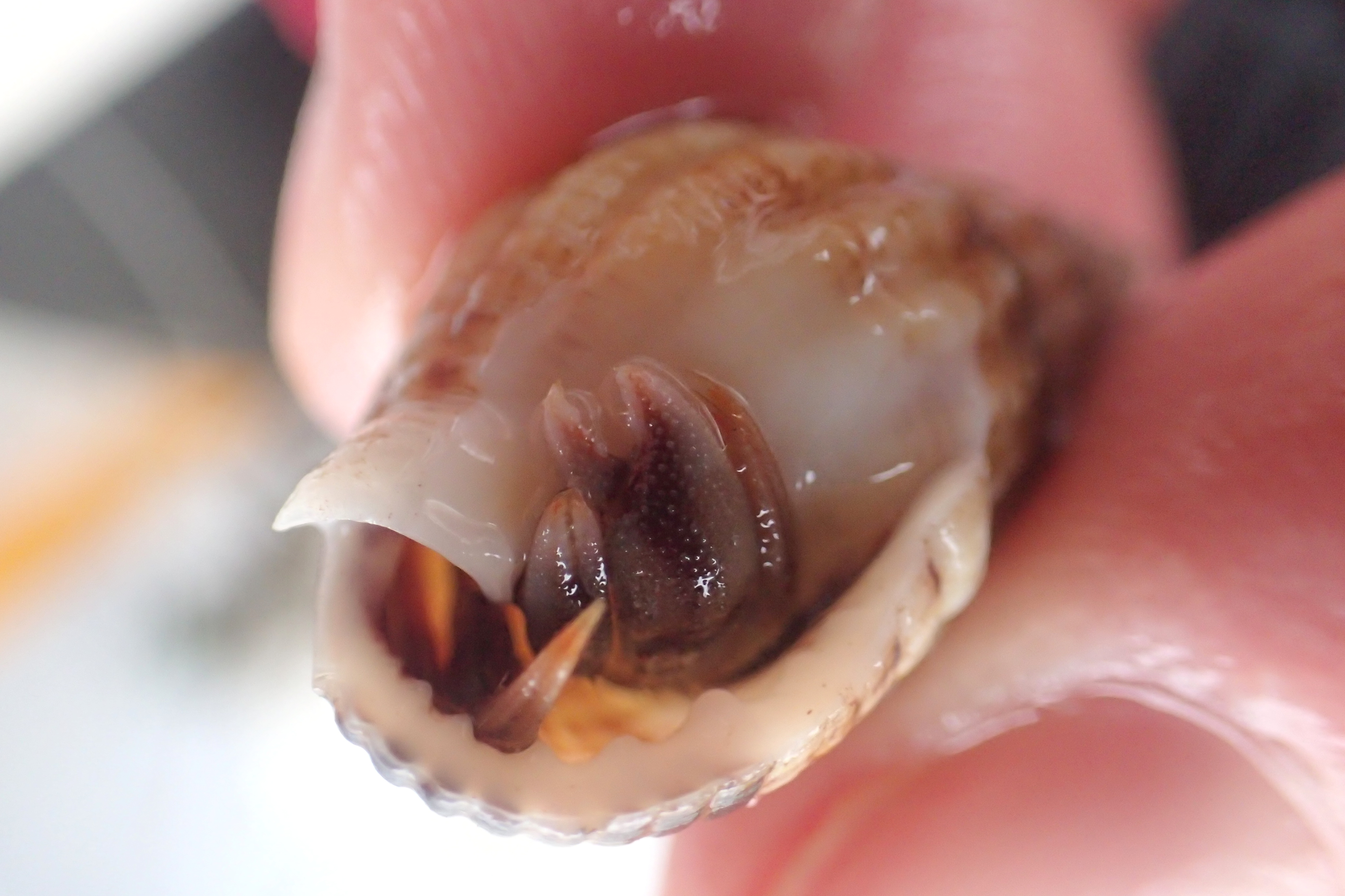 The disappointment mounts... I find lots of common hermit crabs (Pagurus bernhardus) - the right claw is much chunkier than the left with lots of raised bumps on it.