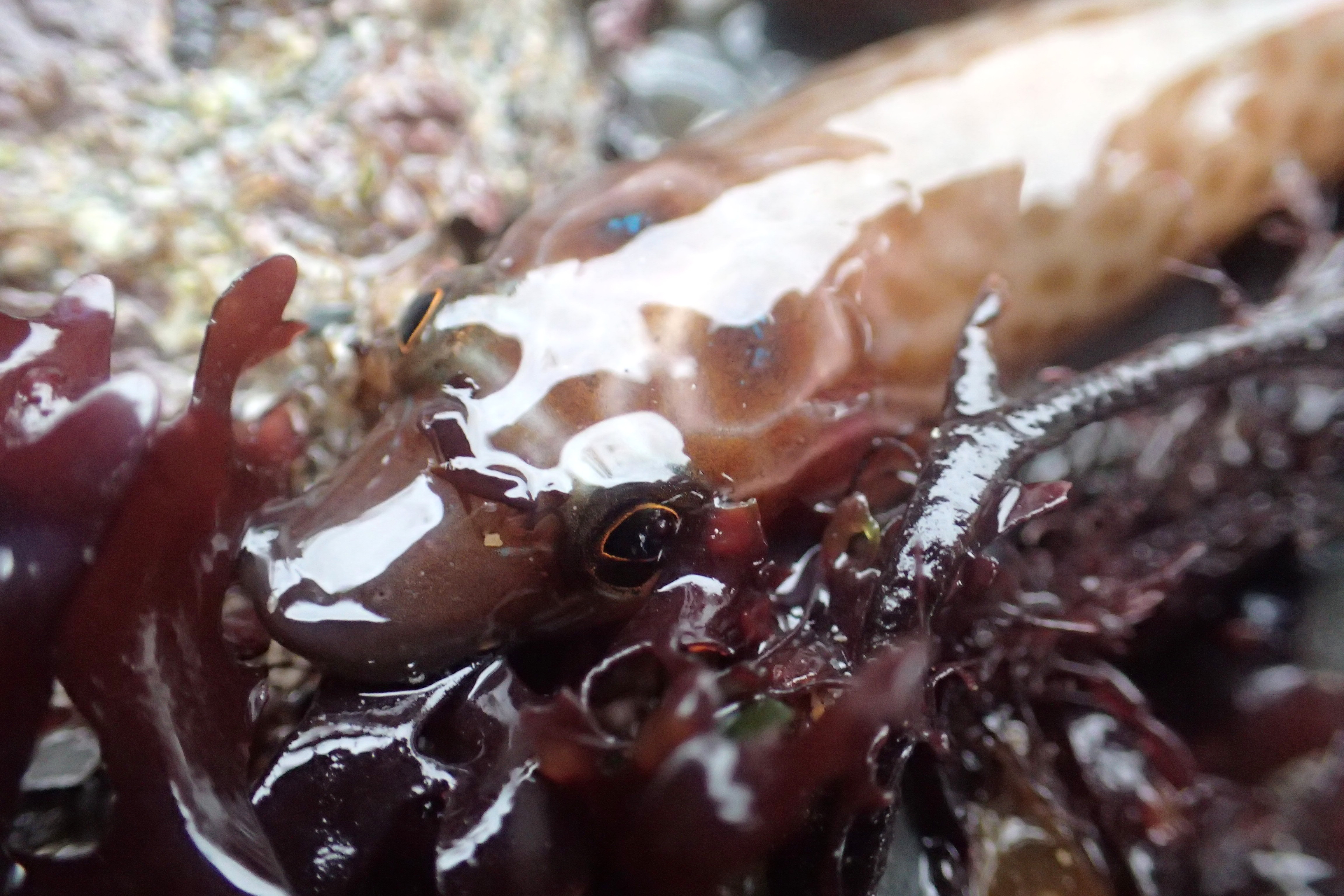 And another Cornish clingfish...