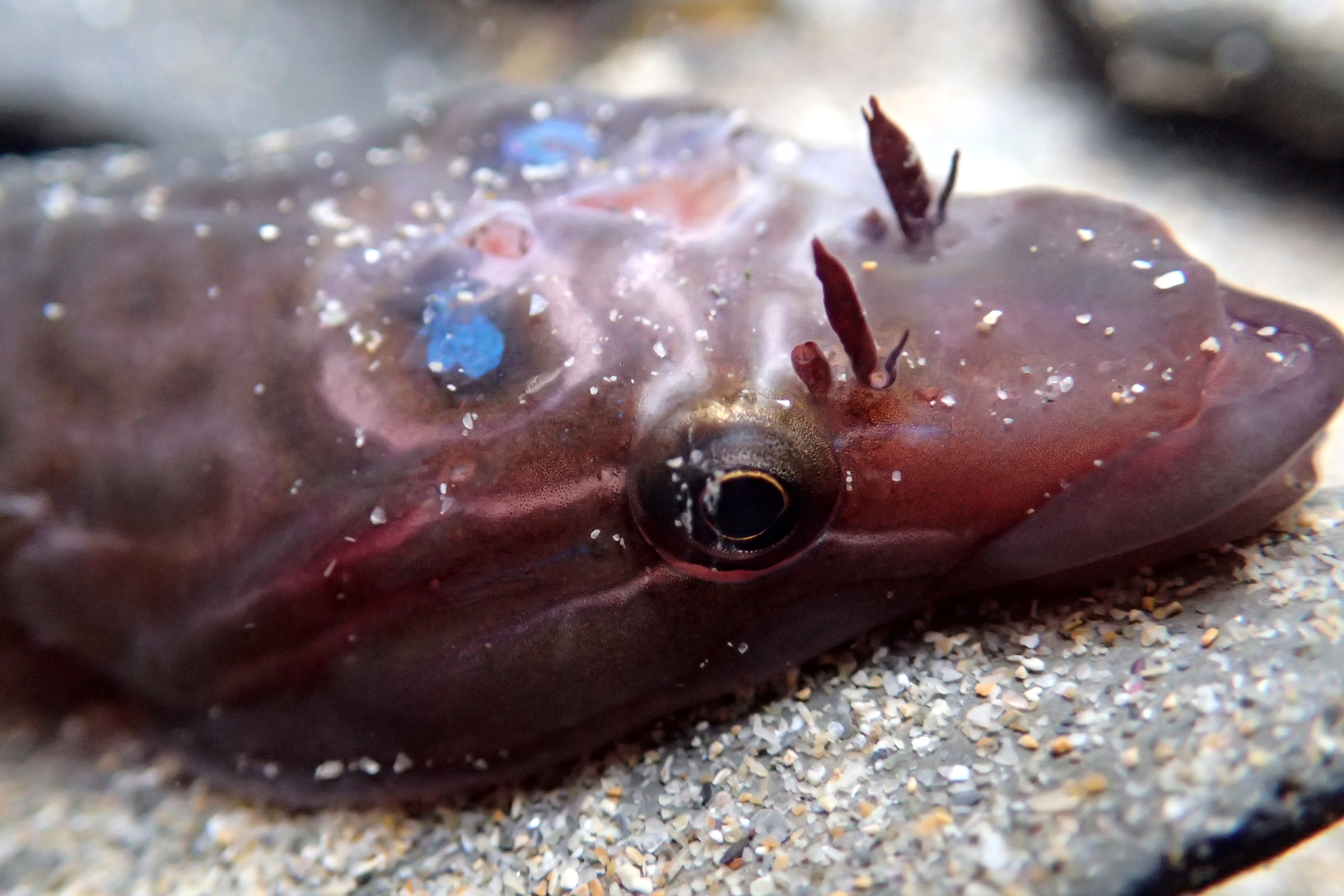 Cornish clingfish at Porth Mear