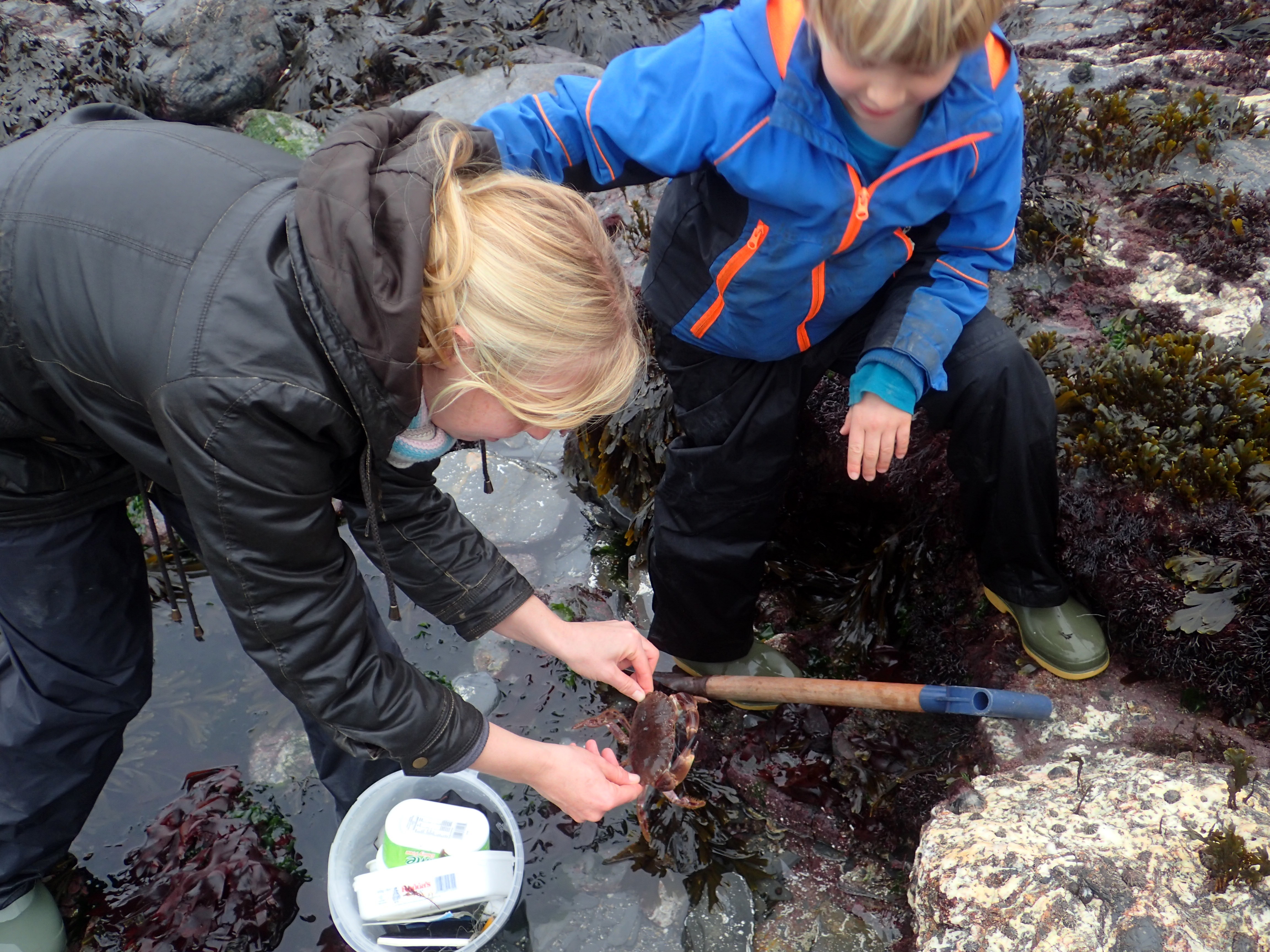 Not a hermit crab... a feisty male edible crab at Porth Mear.