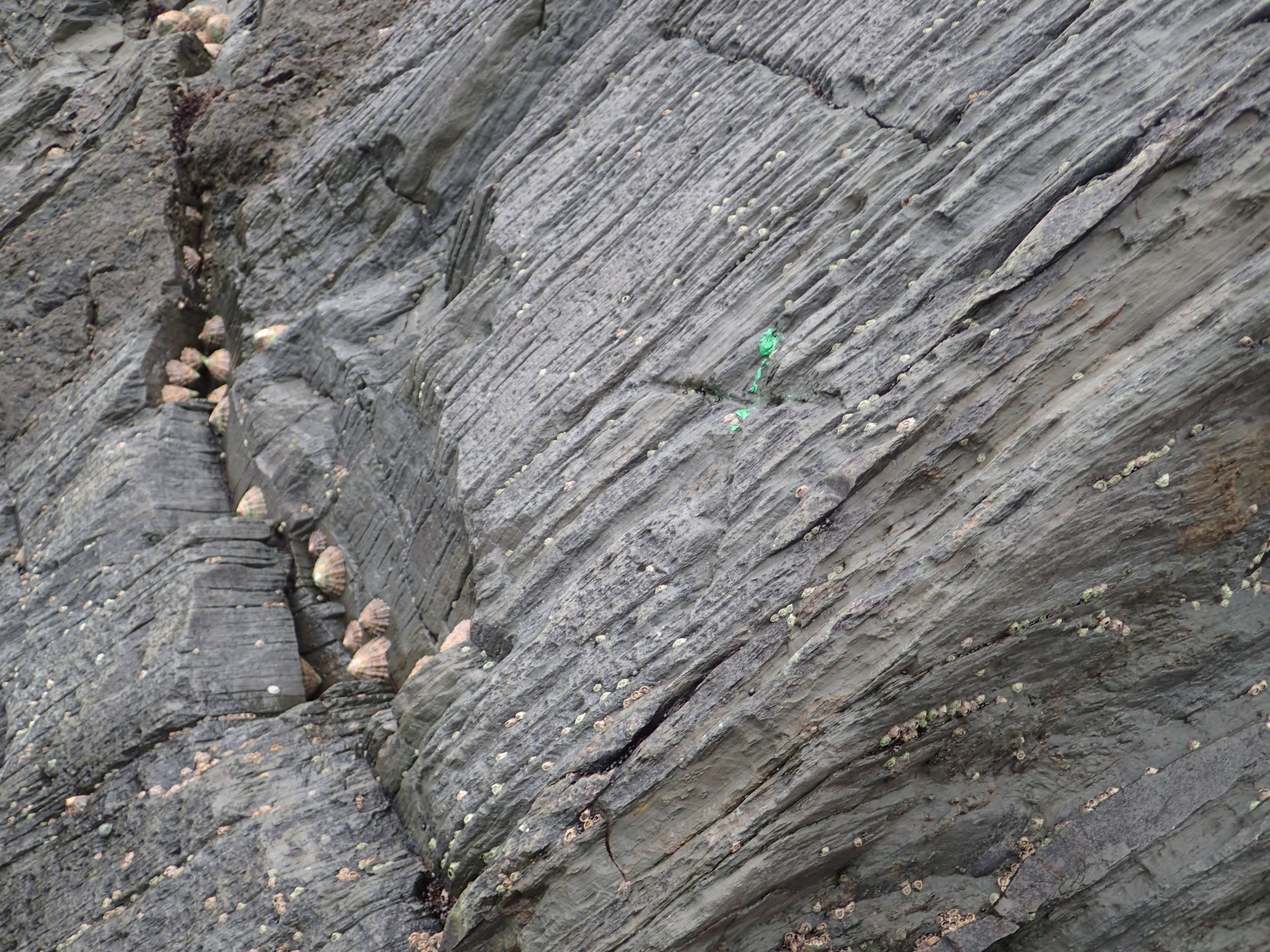 Crosses in the rock and paint marks show the quadrat boundaries - now on his 150th survey Richard knows just where they all are!