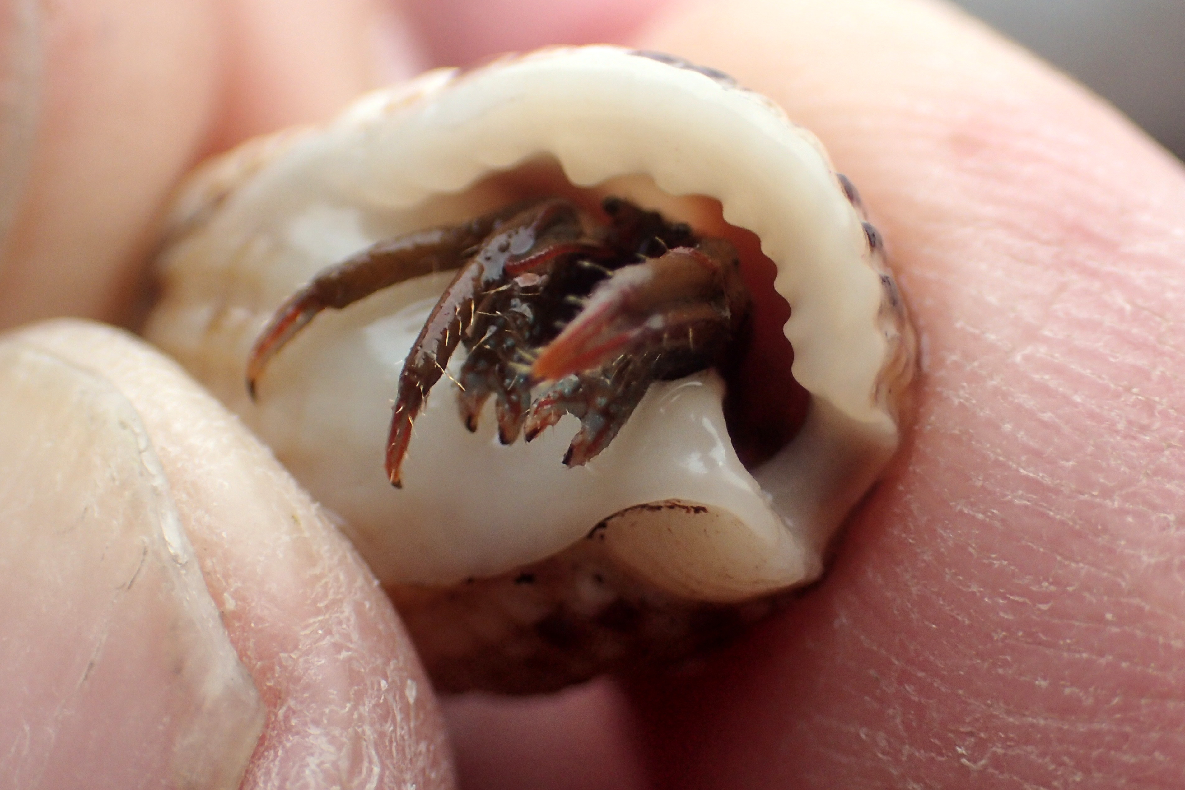 When I see the red legs and equal-sized claws I know - a St Piran's hermit crab at Porth Mear