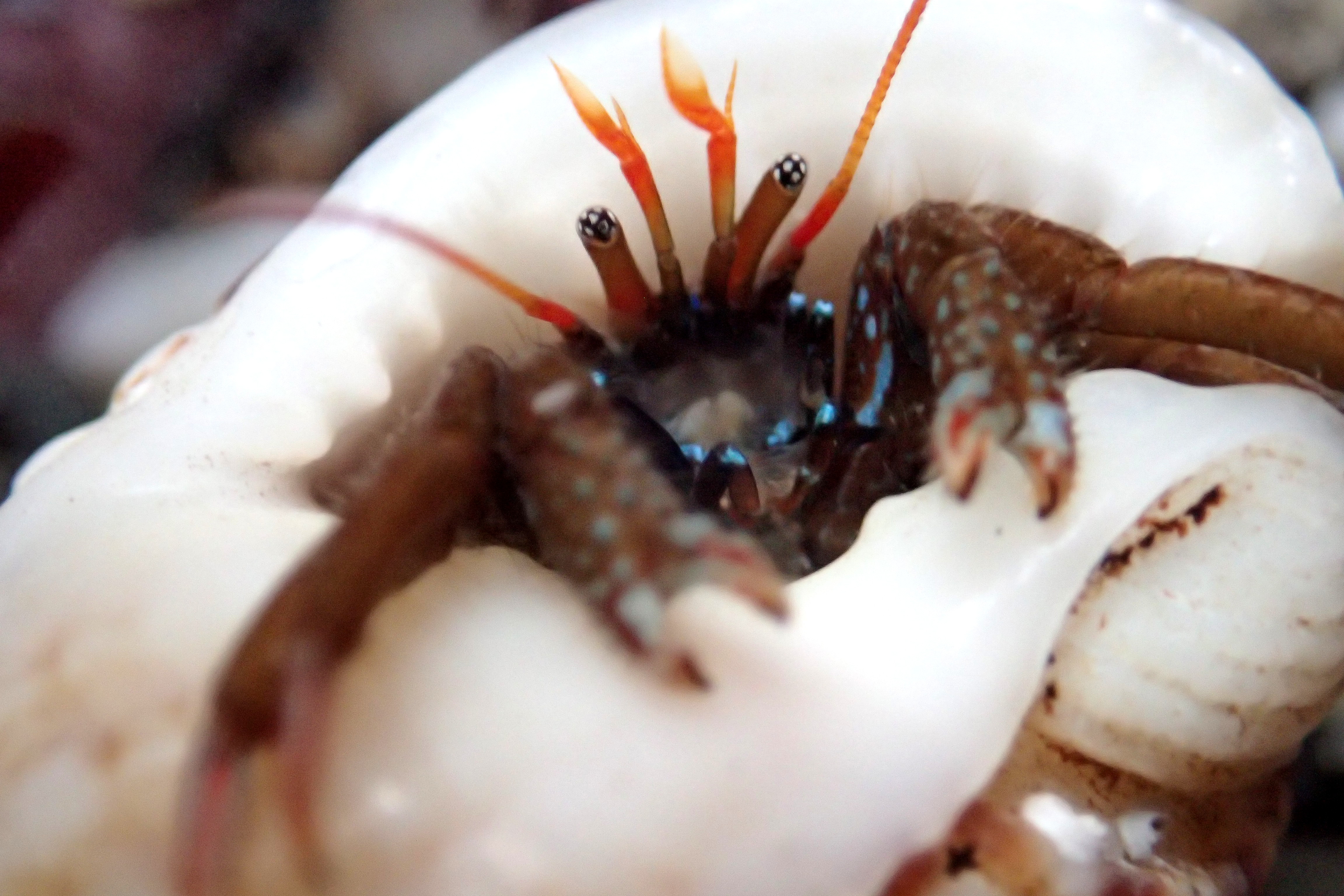 A St Piran's hermit crab in the pool at Porth Mear