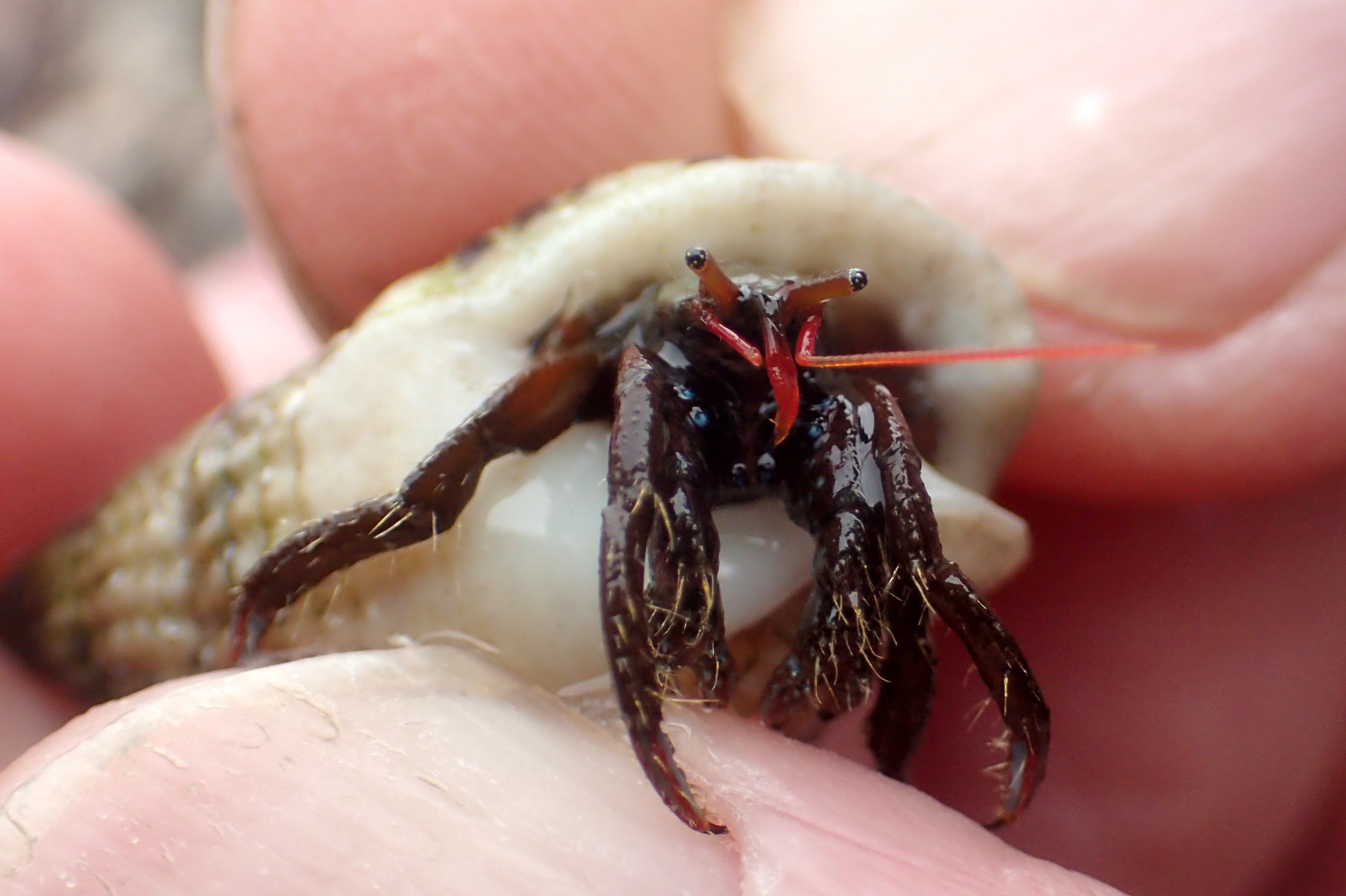 The long eye-stalks with black and white-spotted eyes are distinctive too - a St Piran's crab at Porth Mear