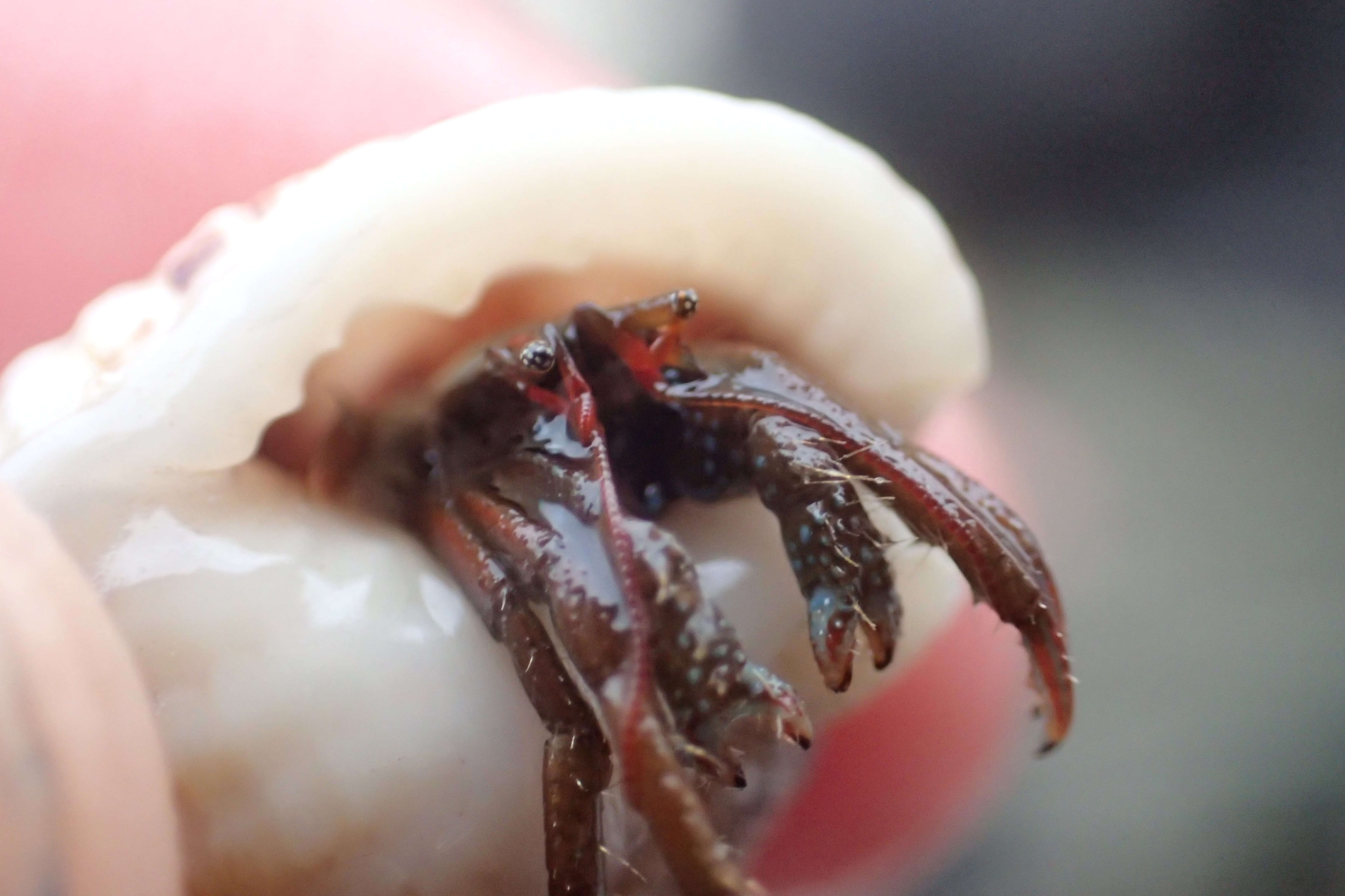 As the last tide of 2016 rushed in, I had to say aurevoir to this little St Piran's hermit crab. Hopefully they'll be sticking around in 2017.