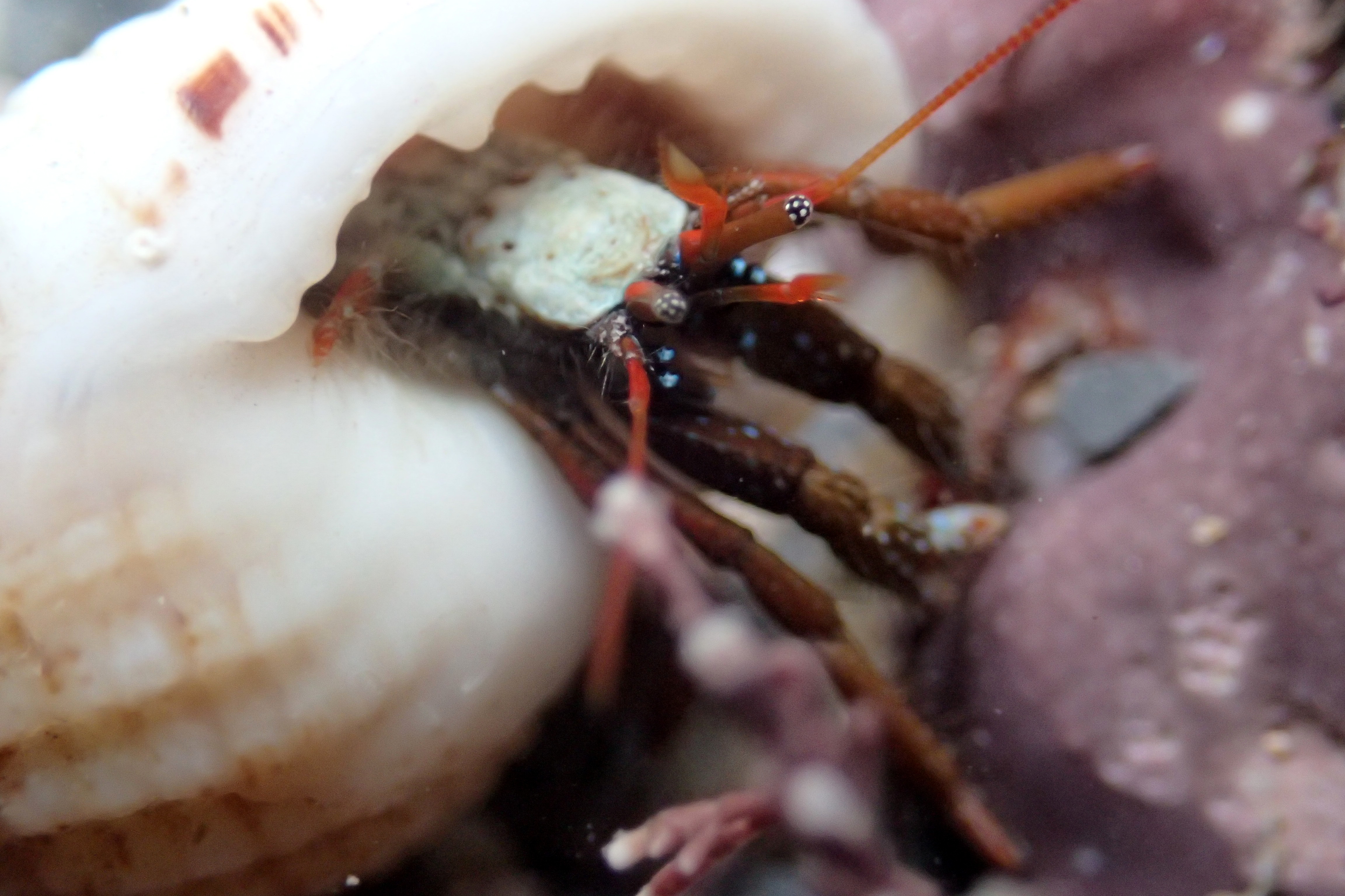A St Piran's crab foraging in the pool at Porth Mear