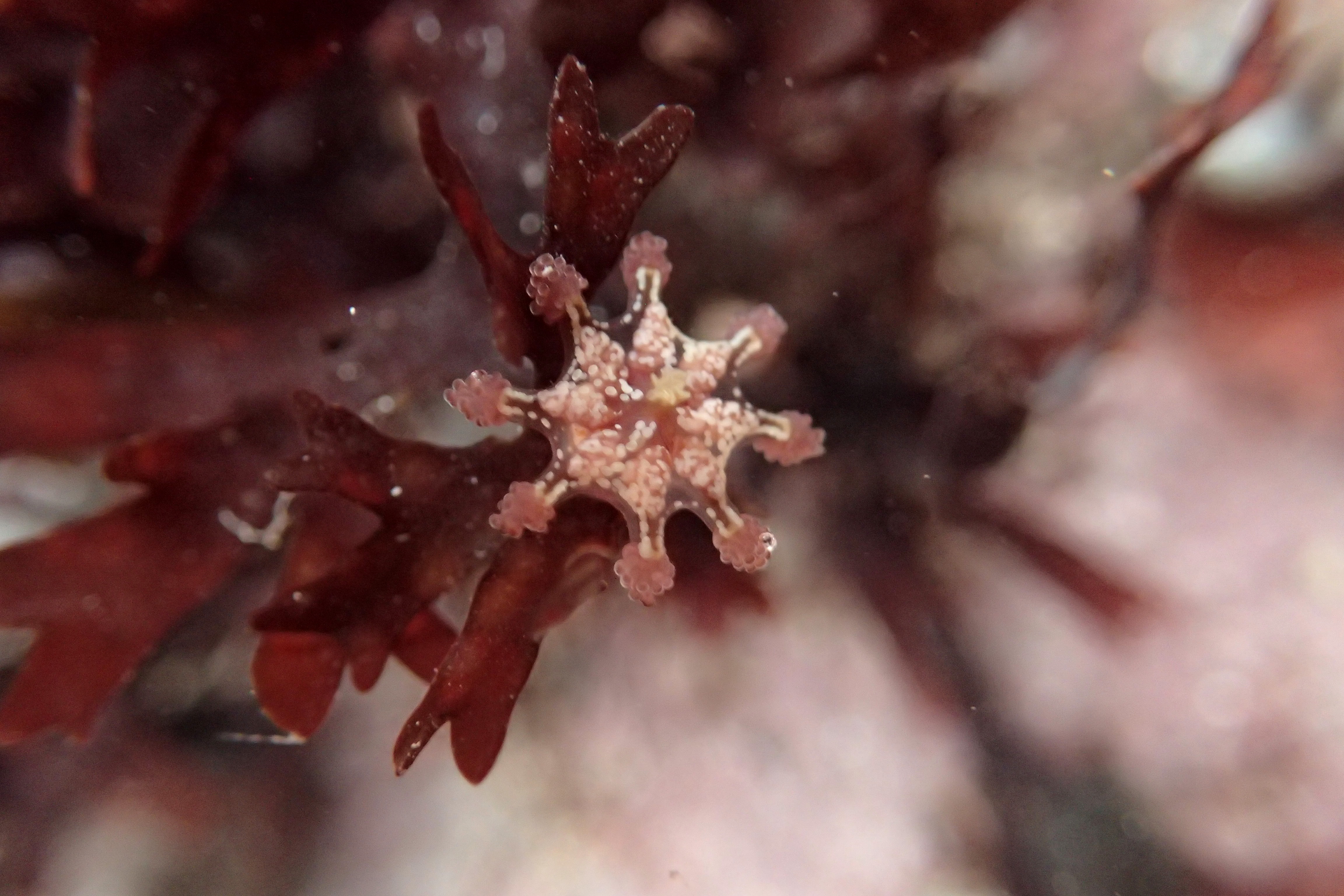 Stalked jellyfish - Calvadosia cruxmelitensis - at Porth Mear