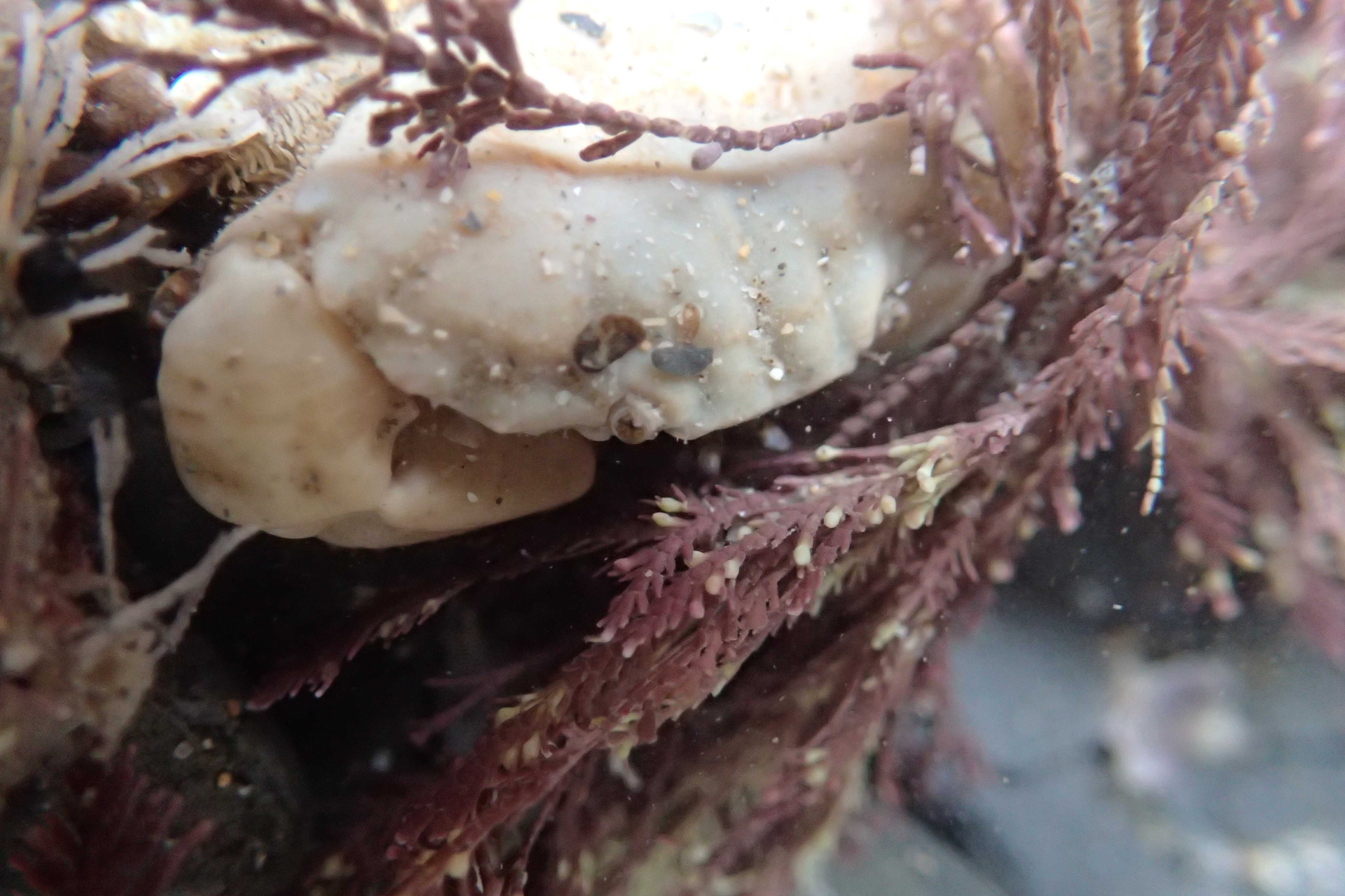 Xantho pilipes crab pretending to be a pebble at Porth Mear