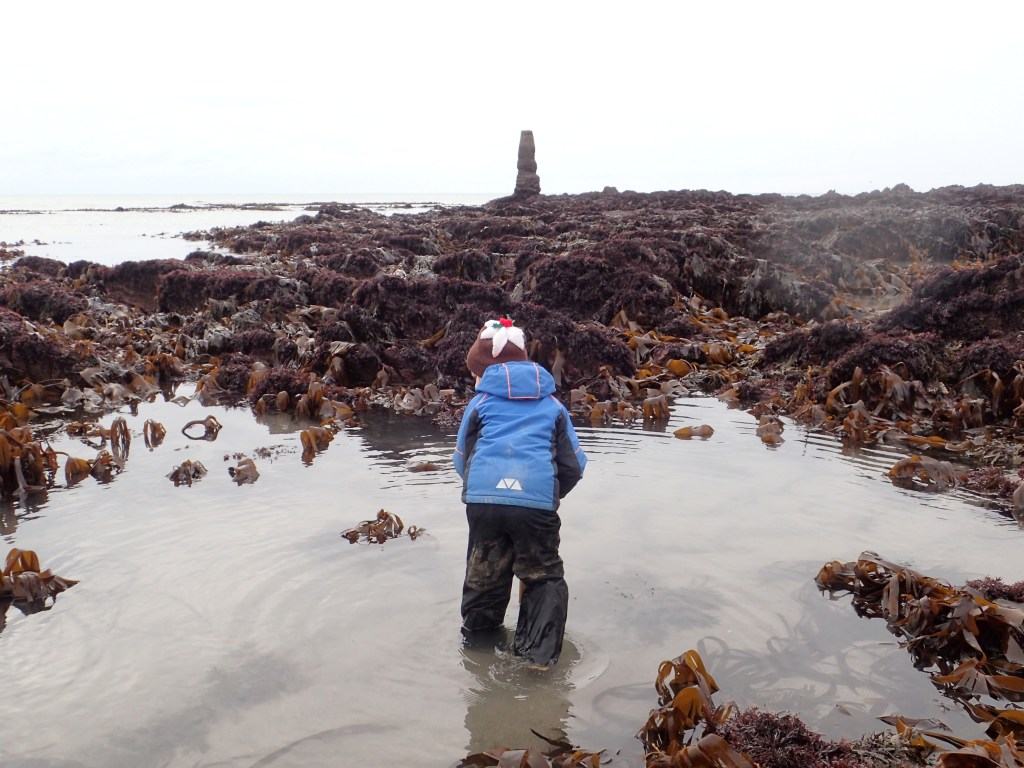 Cornish Rock Pools Junior searches for stalked jellyfish at Portwrinkle