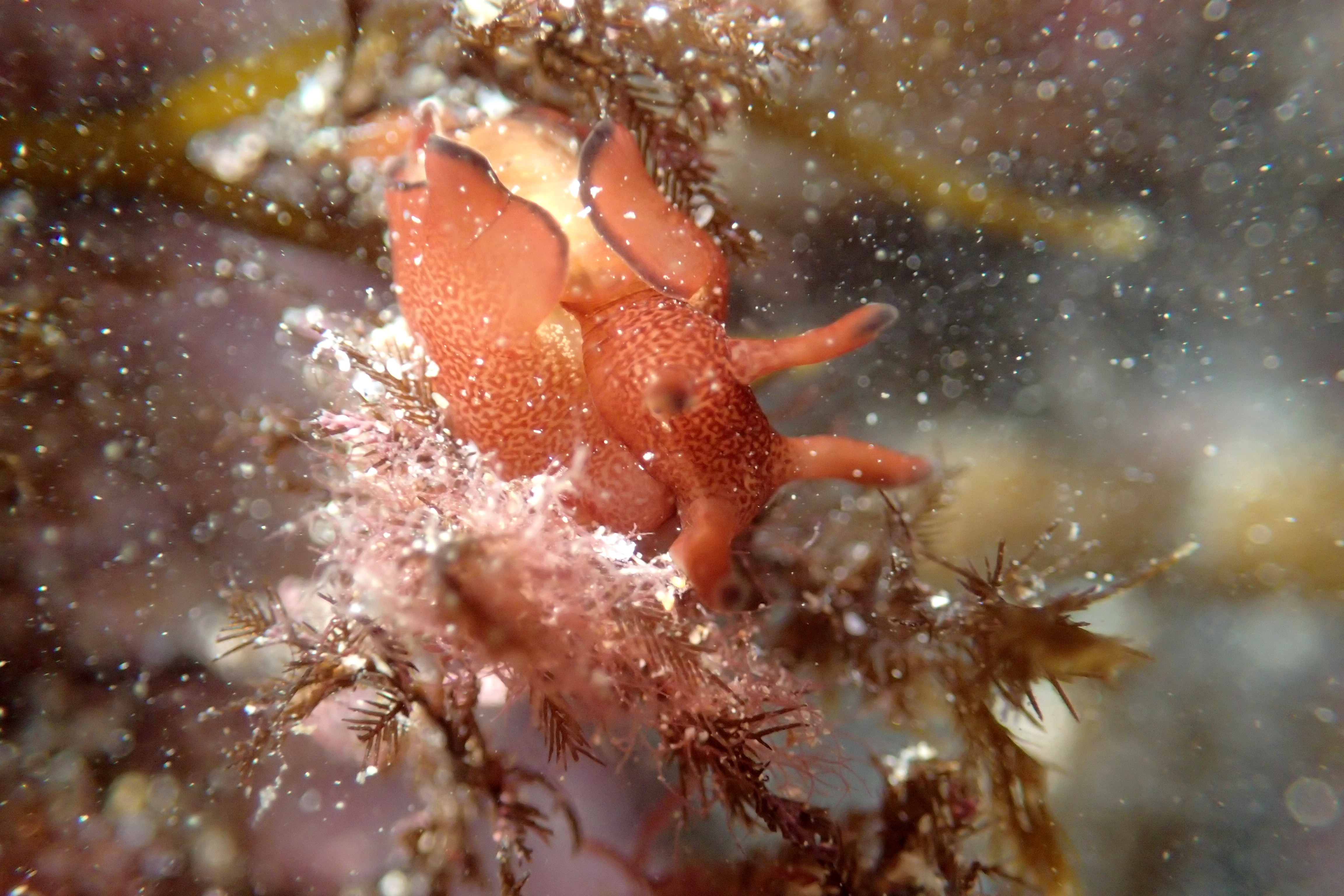 A baby sea hare, Aplysia punctata, grazing on seaweed.