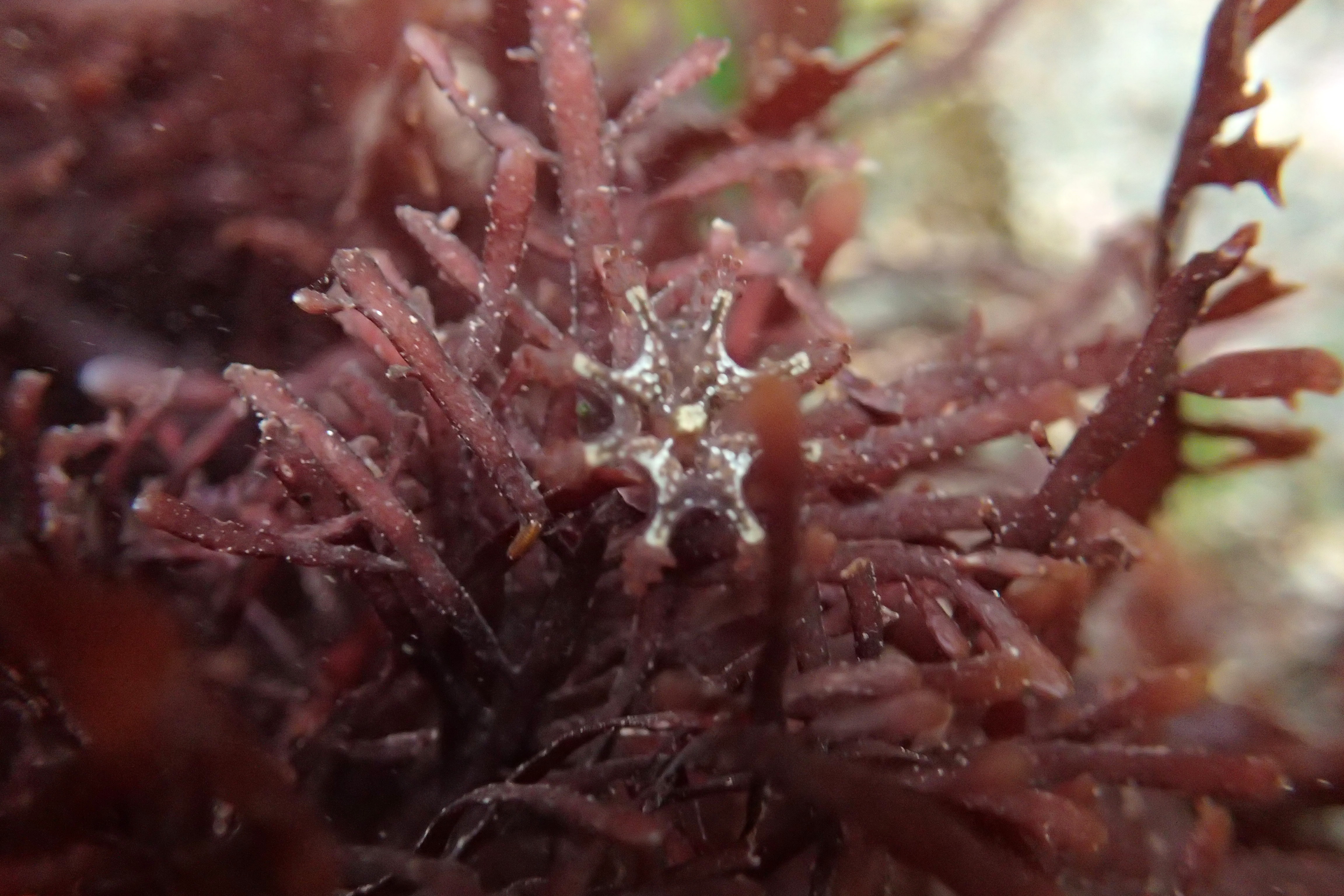 Calvadosia cruxmelitensis - possible a first record for Port Nadler