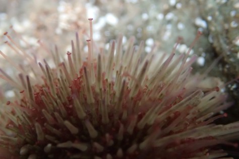 Shore urchin - its capped, mushroom-like tentacles protrude from among the spines
