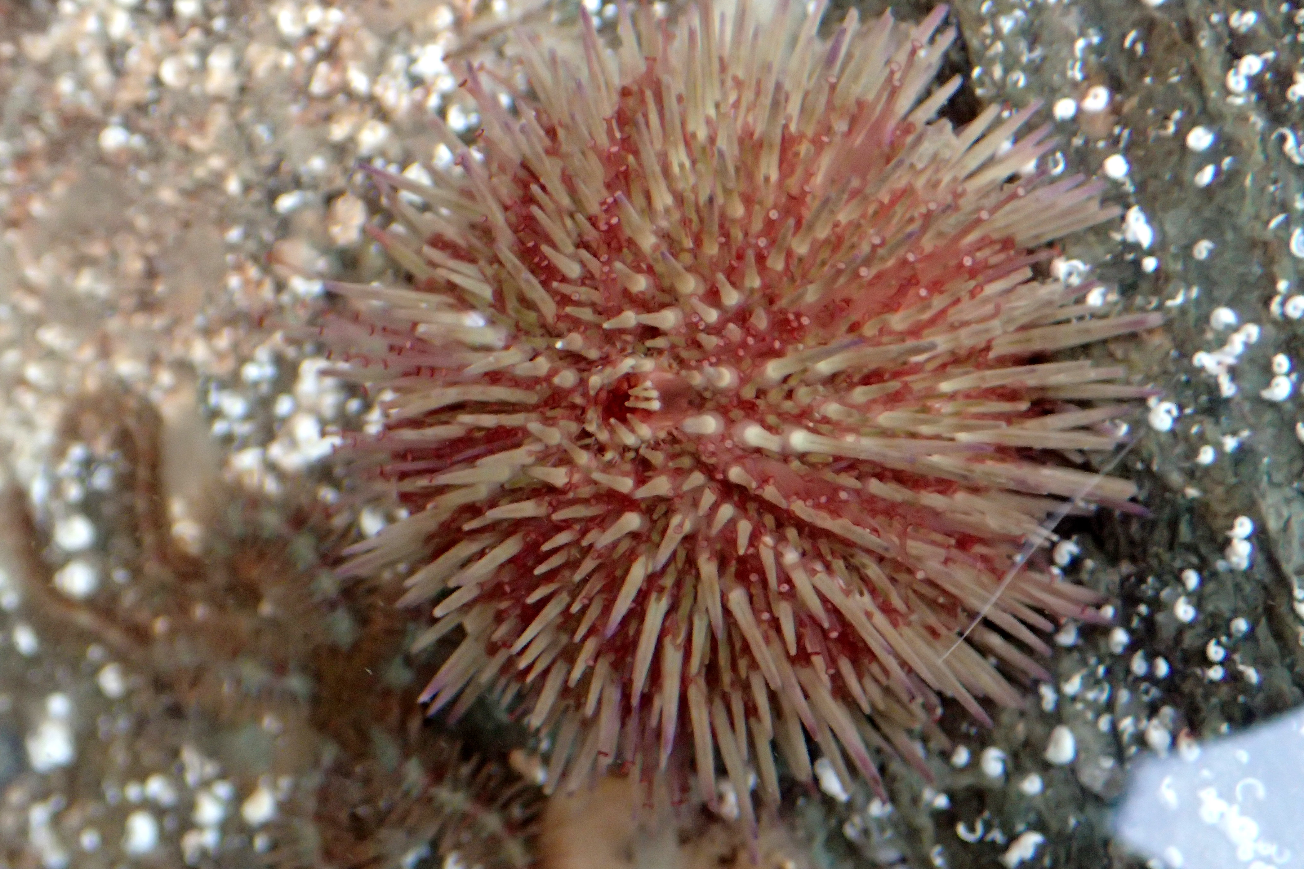 Shore urchin at Port Nadler