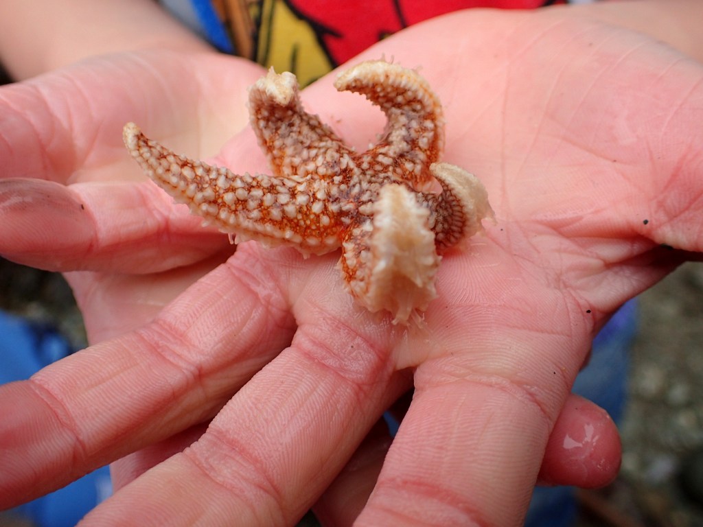 February Half Term Rock Pooling in&nbsp;Cornwall